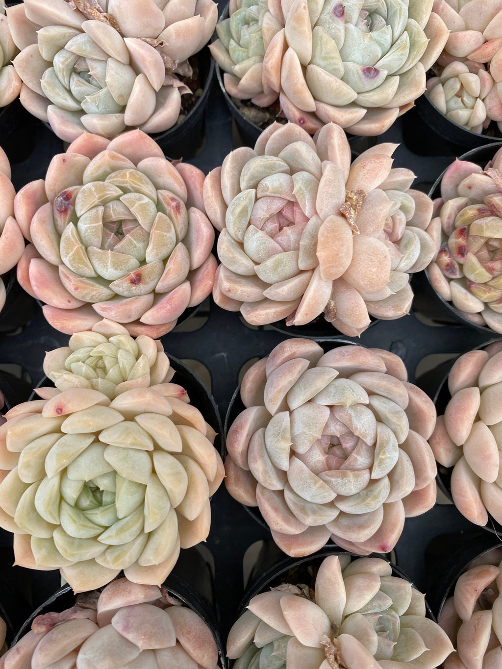 X170 エケベリア 玉兎