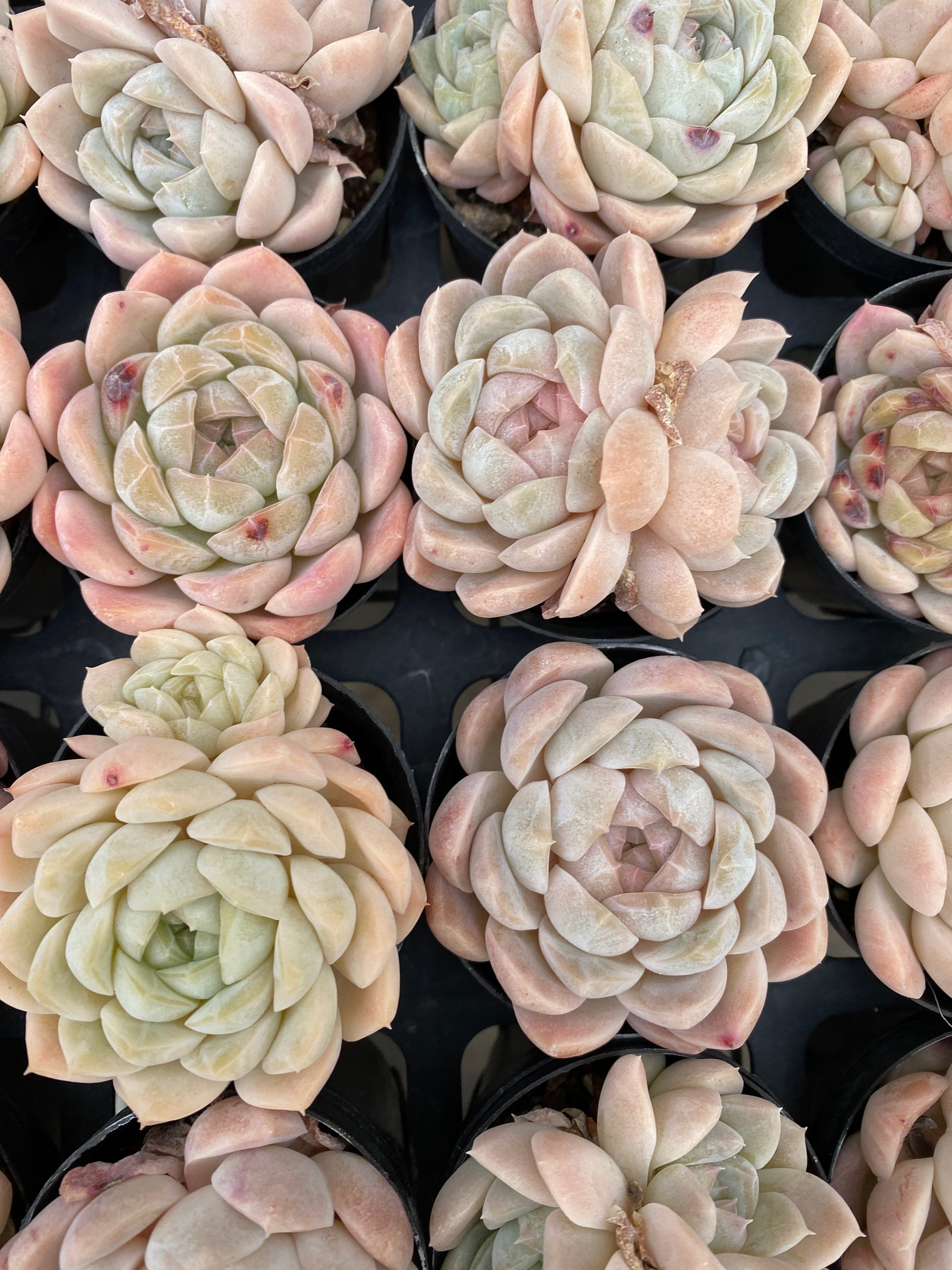 X170 エケベリア 玉兎