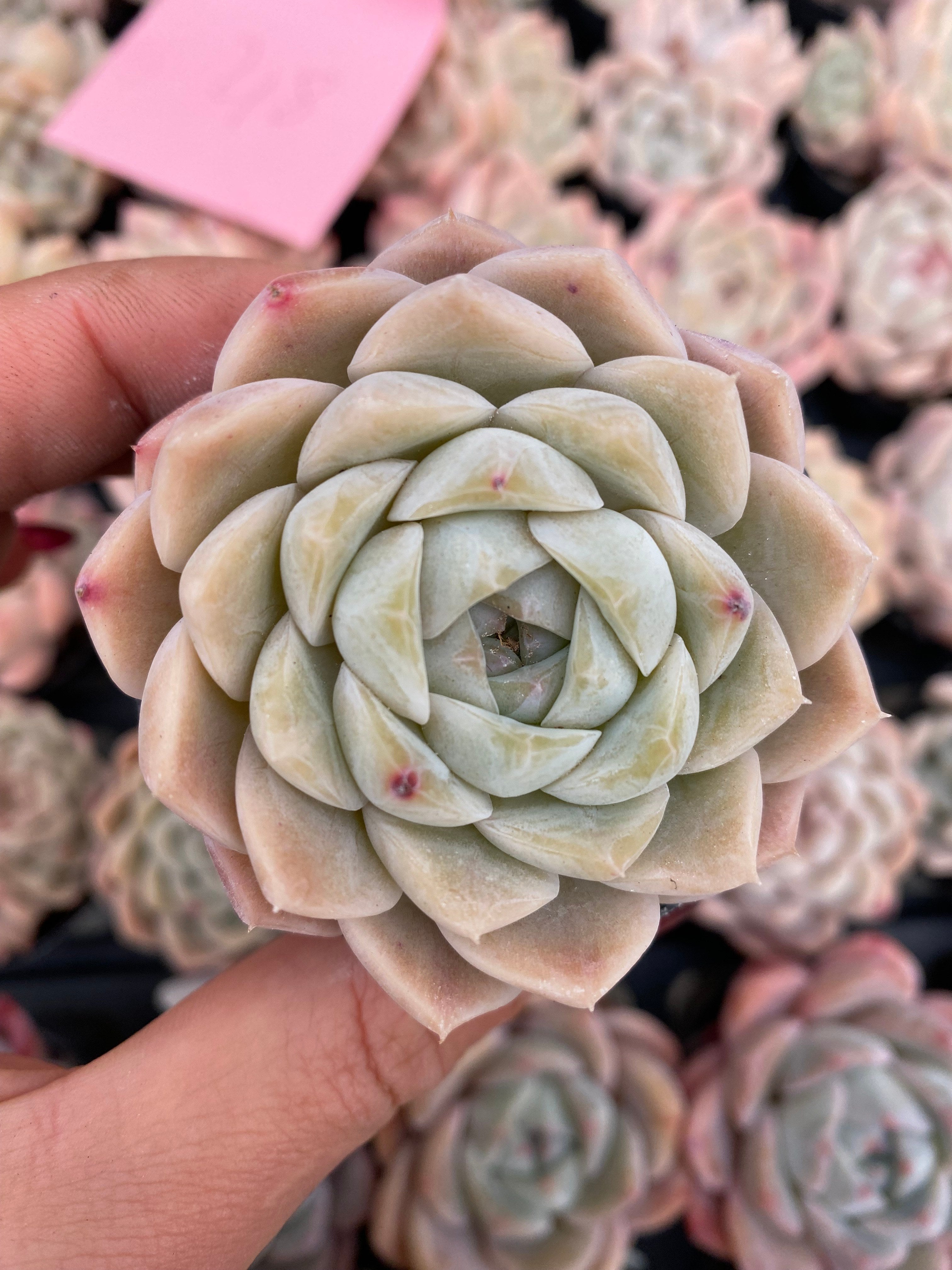 X170 エケベリア 玉兎