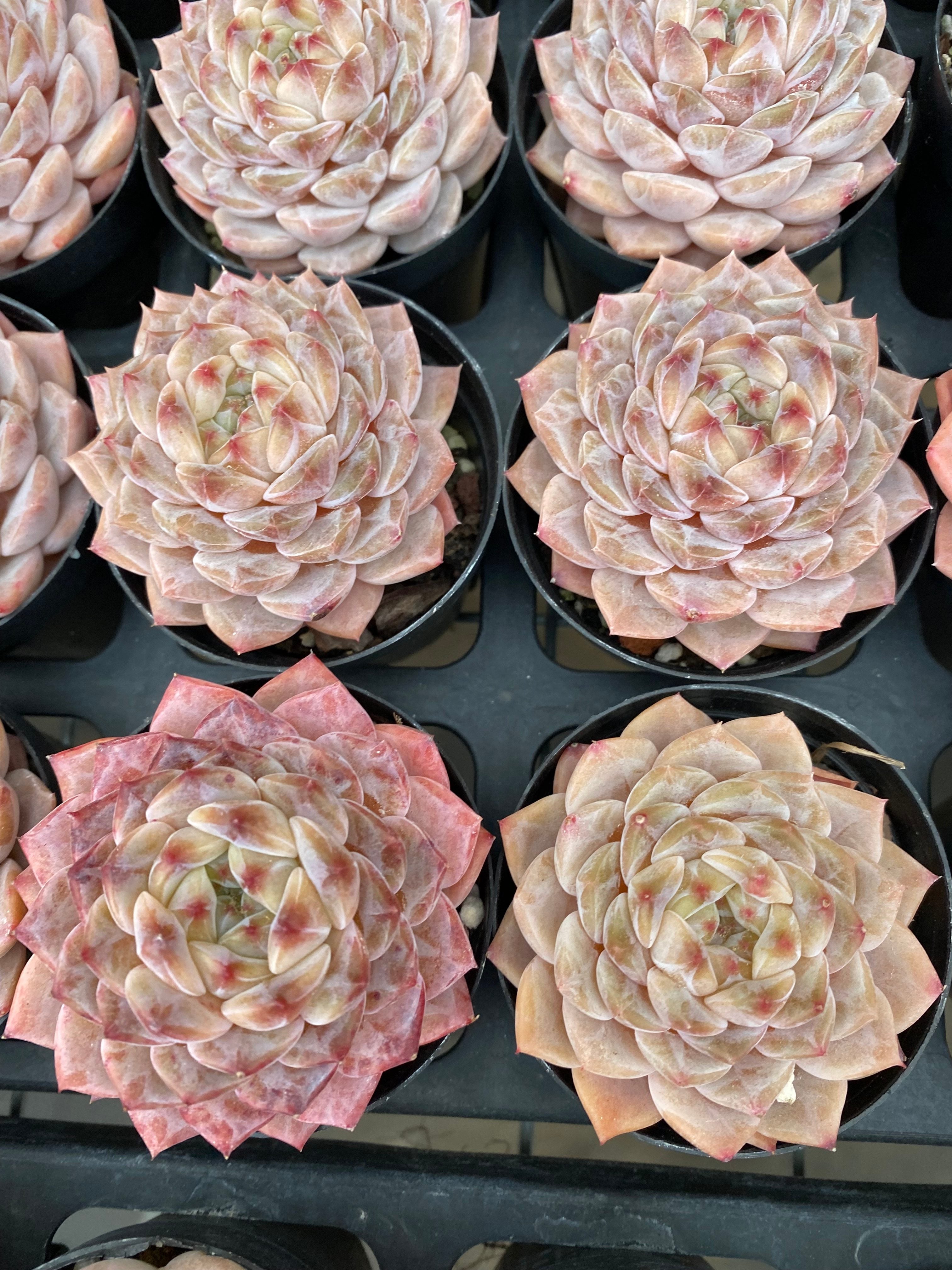 X171 エケベリア  紫霞の仙子