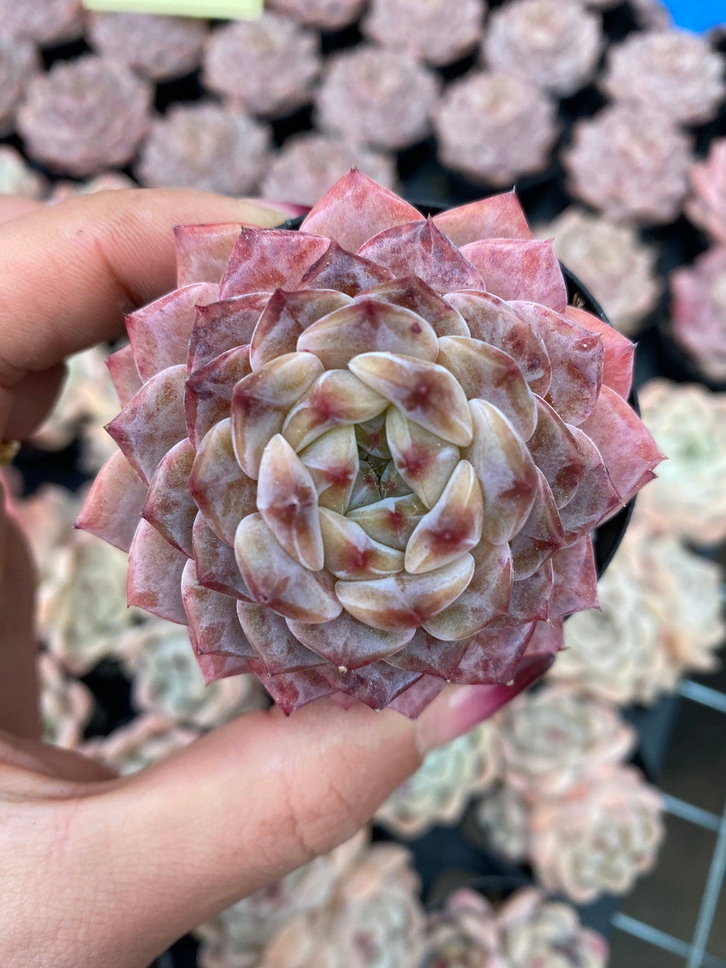 X171 エケベリア  紫霞の仙子