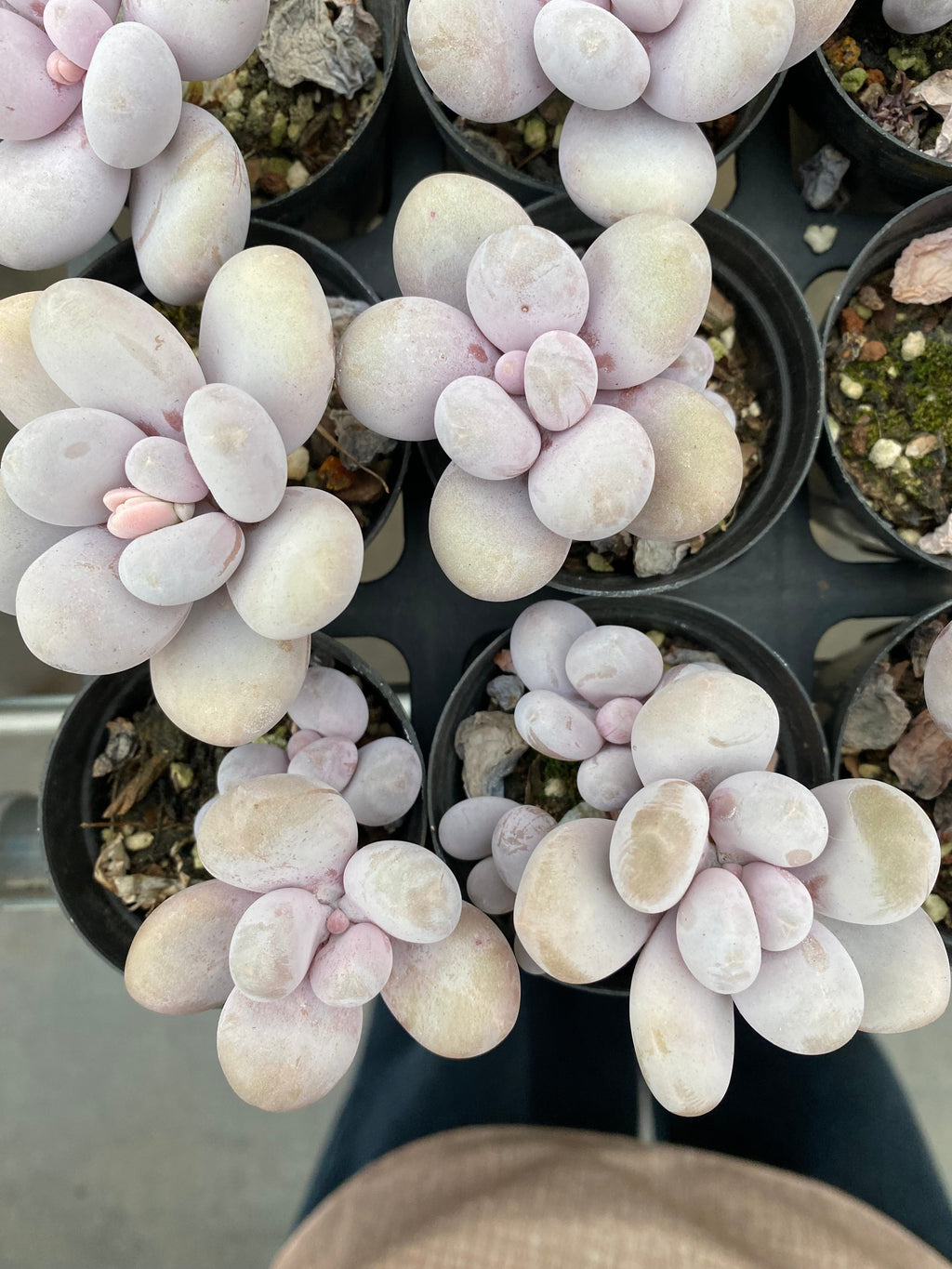 X172 エケベリア チーズ