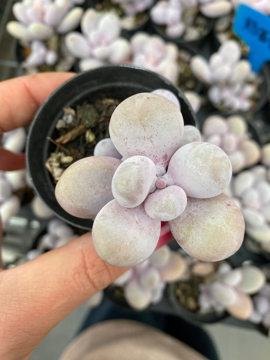 X172 エケベリア チーズ