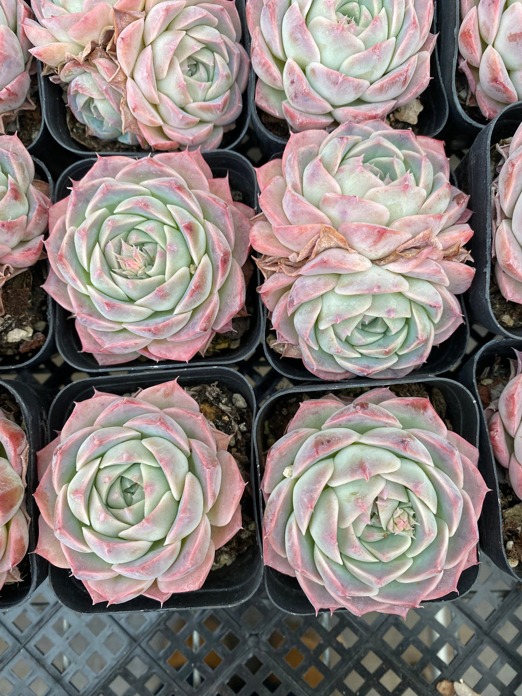 X173 エケベリア ストロベリーケーキ