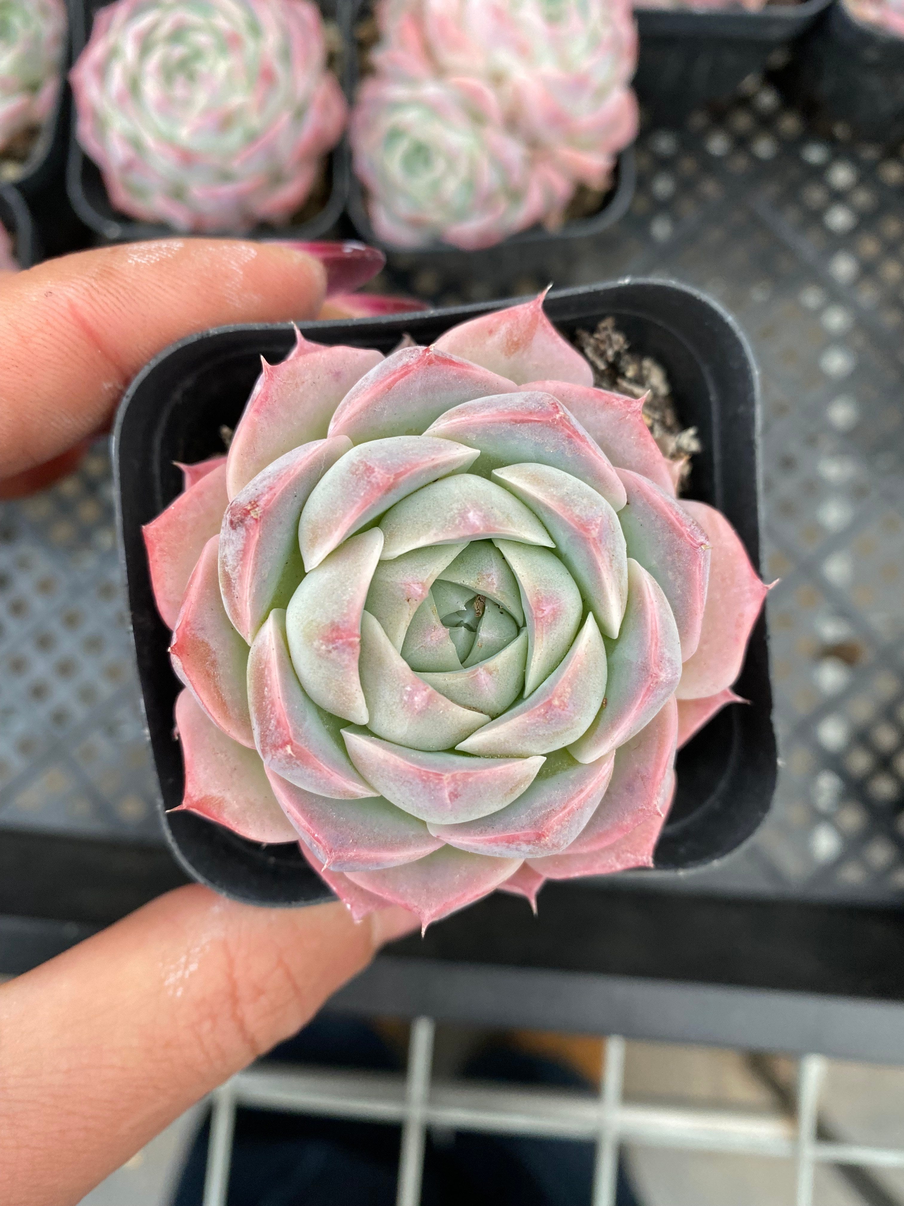 X173 エケベリア ストロベリーケーキ