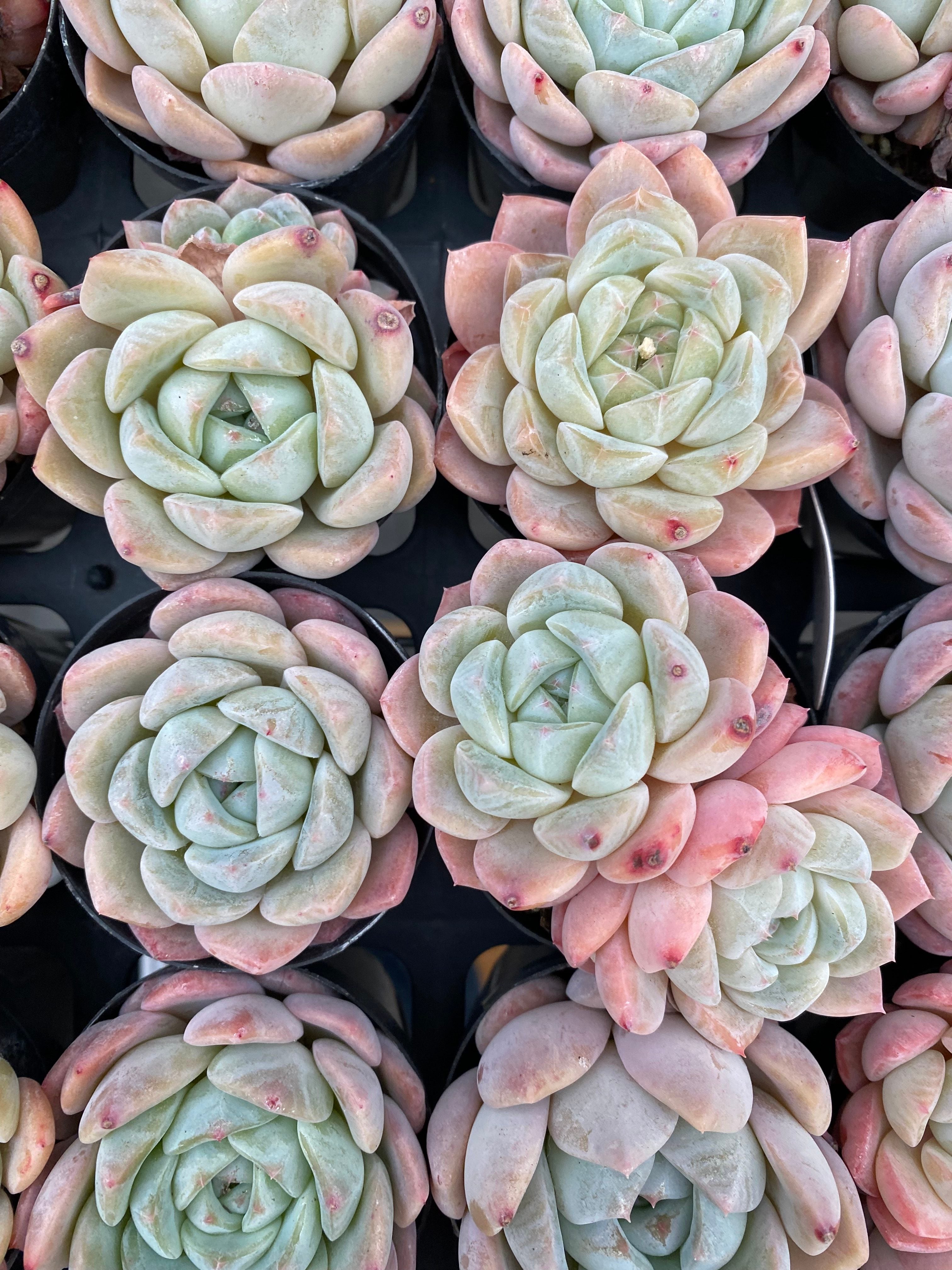 X174 エケベリア  ドライアイス