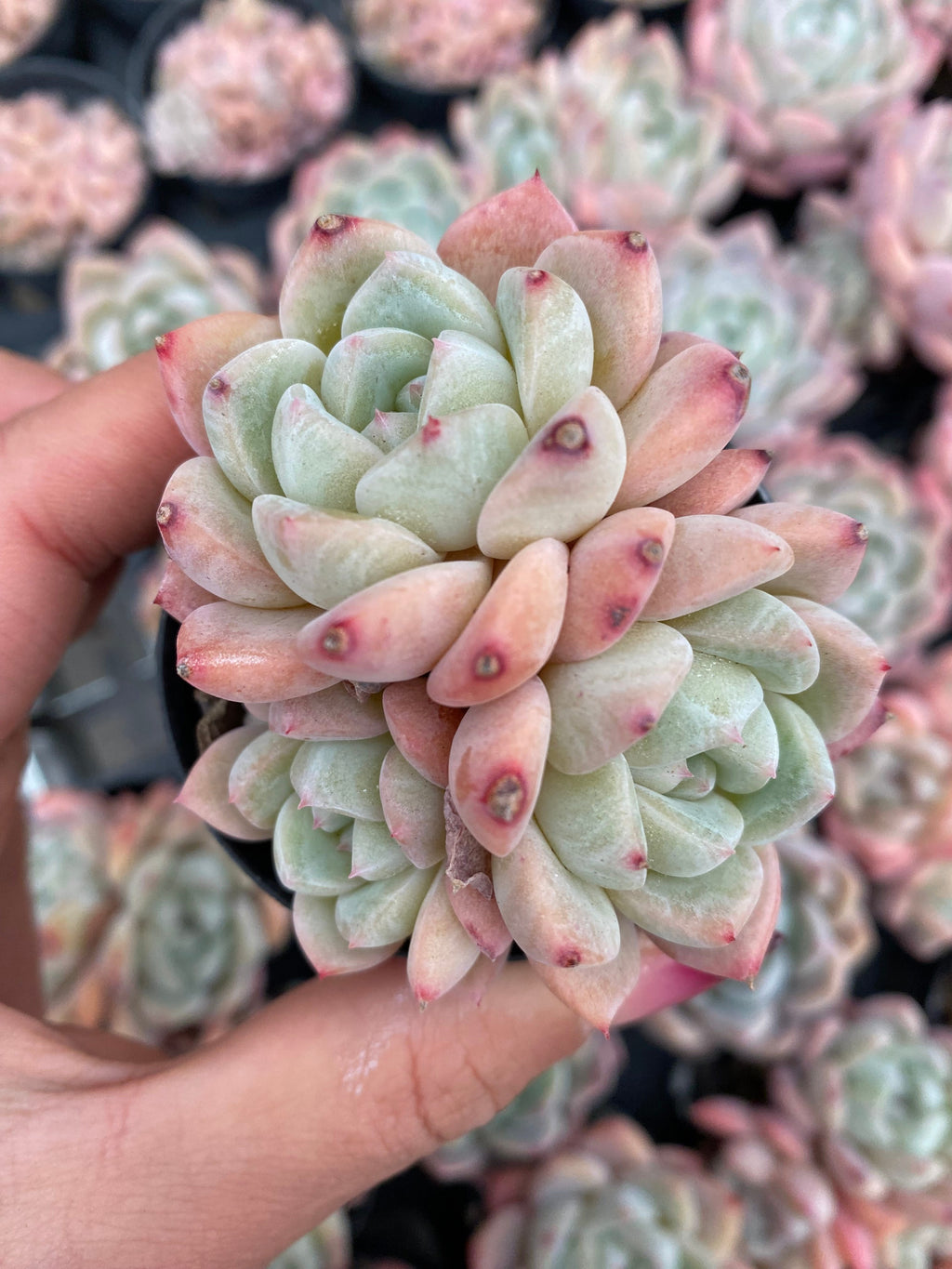 X174 エケベリア  ドライアイス