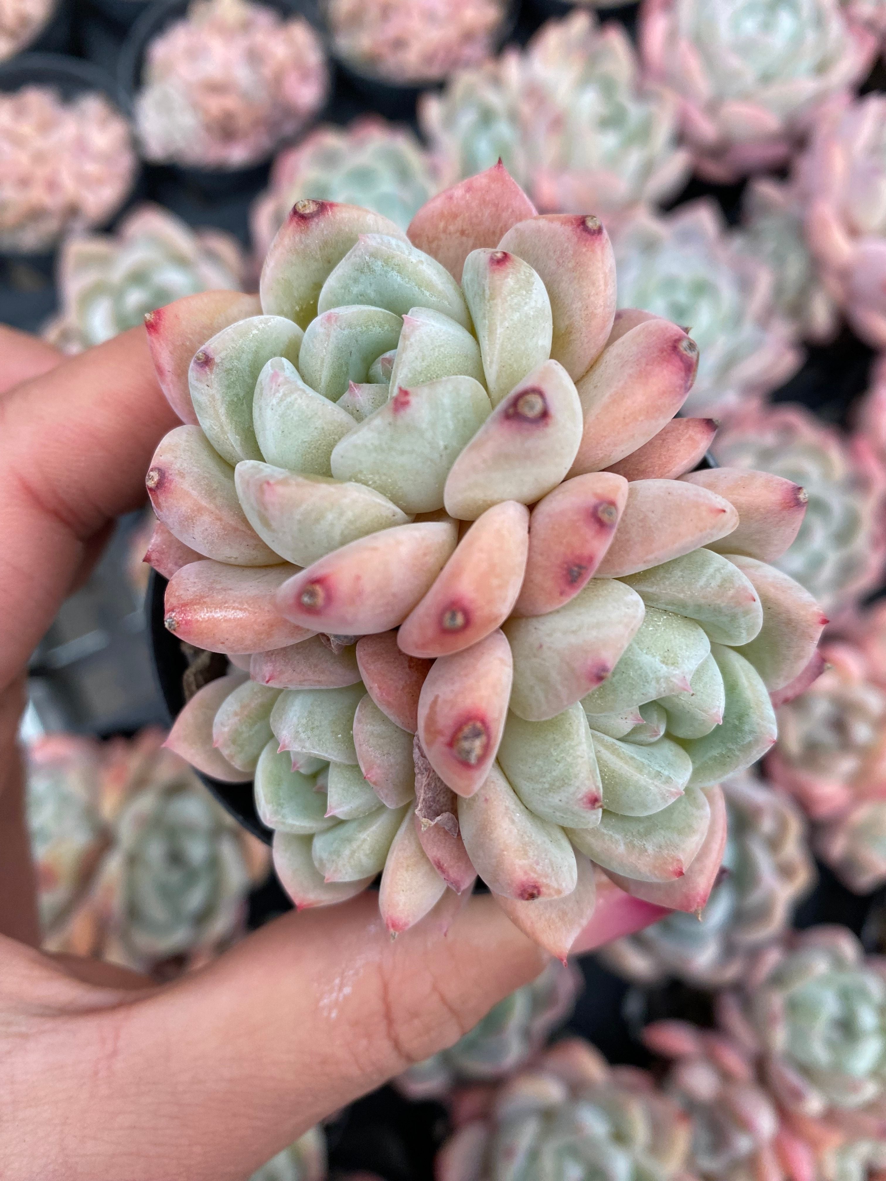 X174 エケベリア  ドライアイス