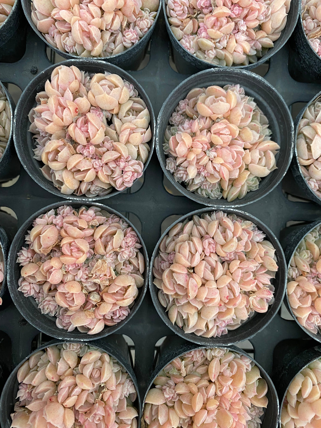 X175 エケベリア   小葉麦秆