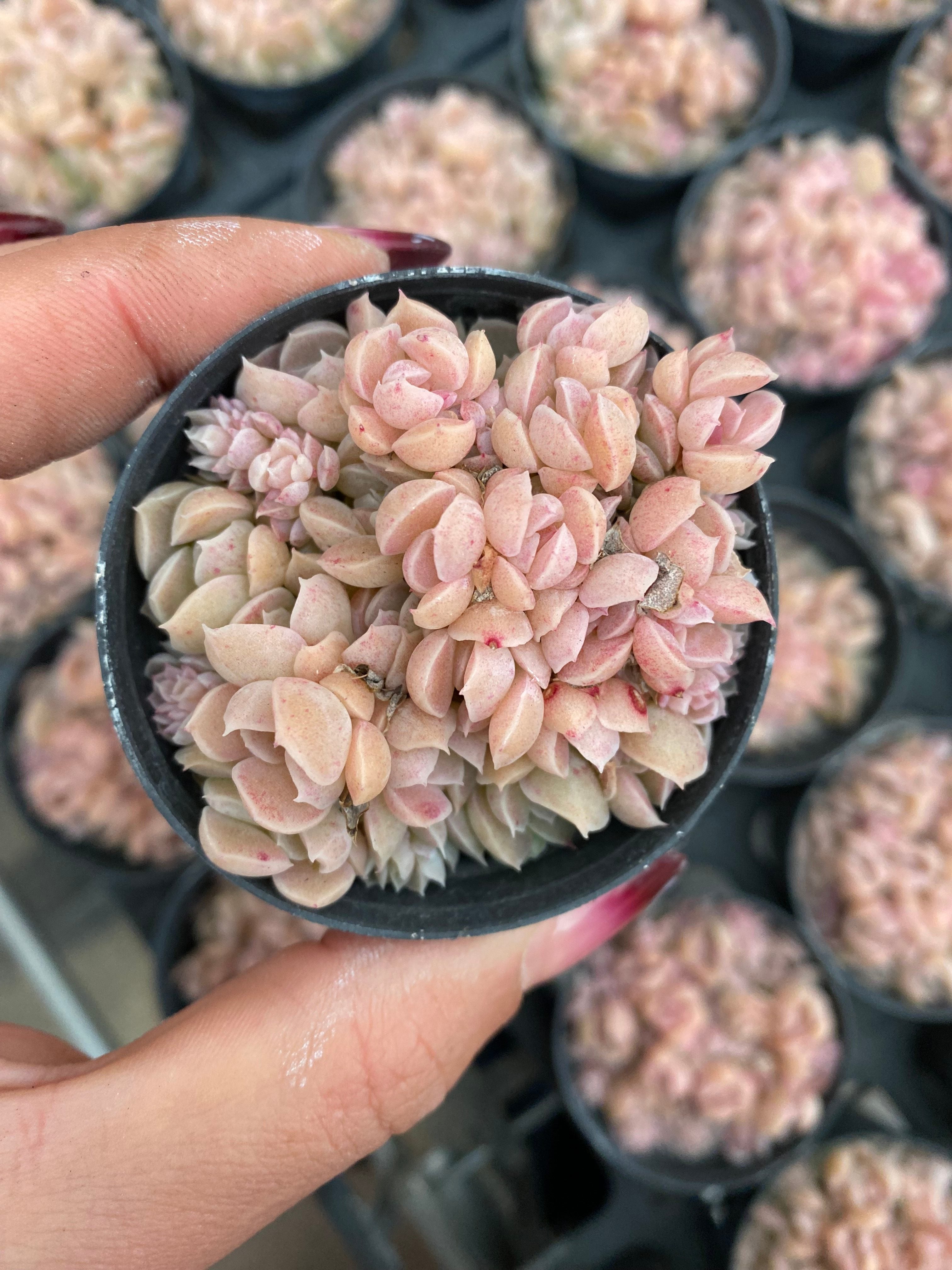 X175 エケベリア   小葉麦秆