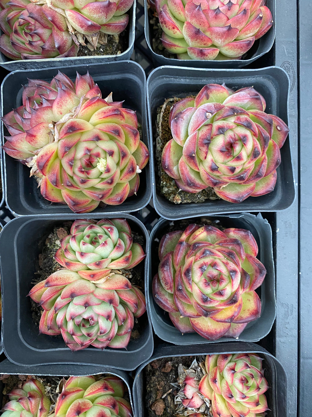 X176 エケベリア ムーンストーン