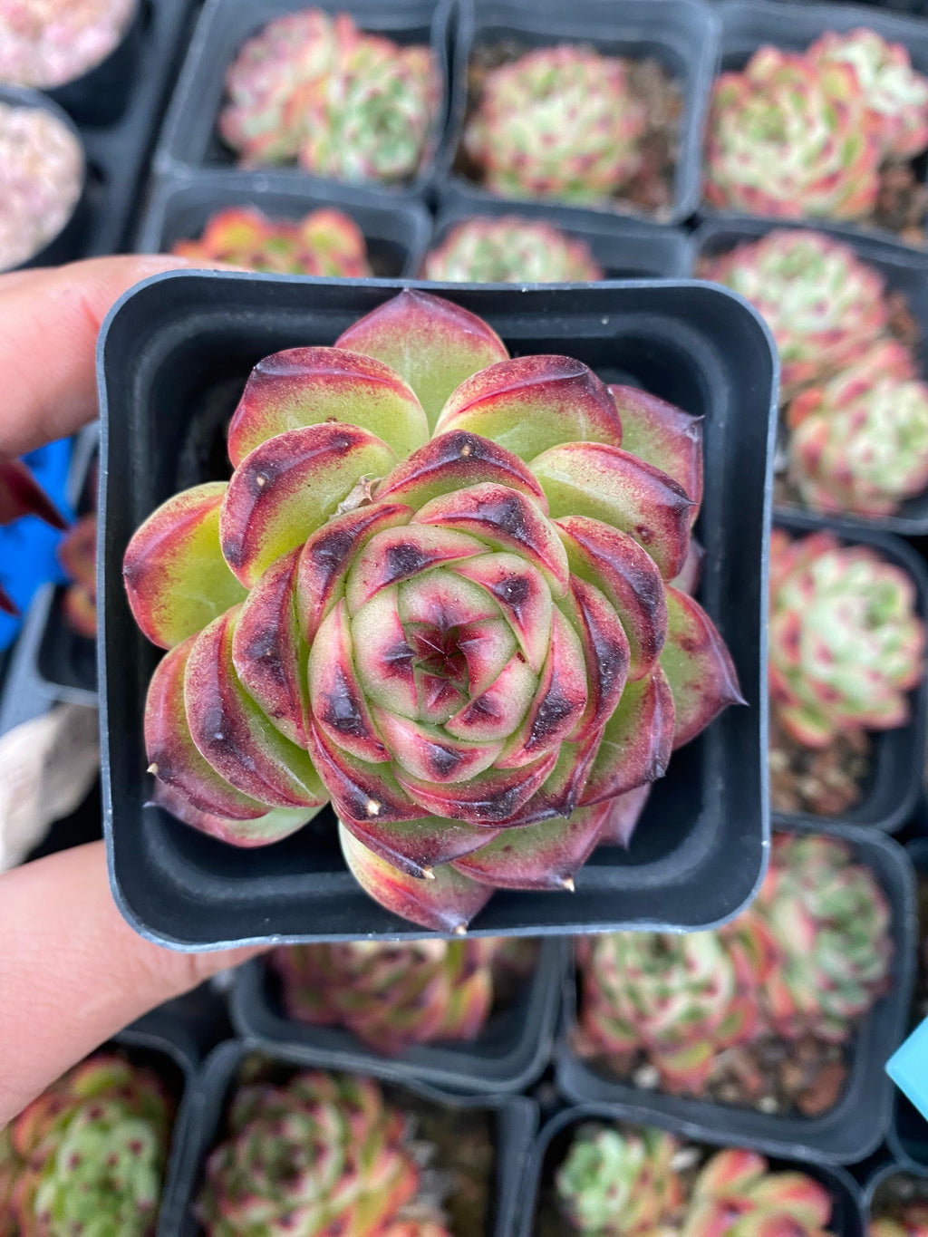 X176 エケベリア ムーンストーン