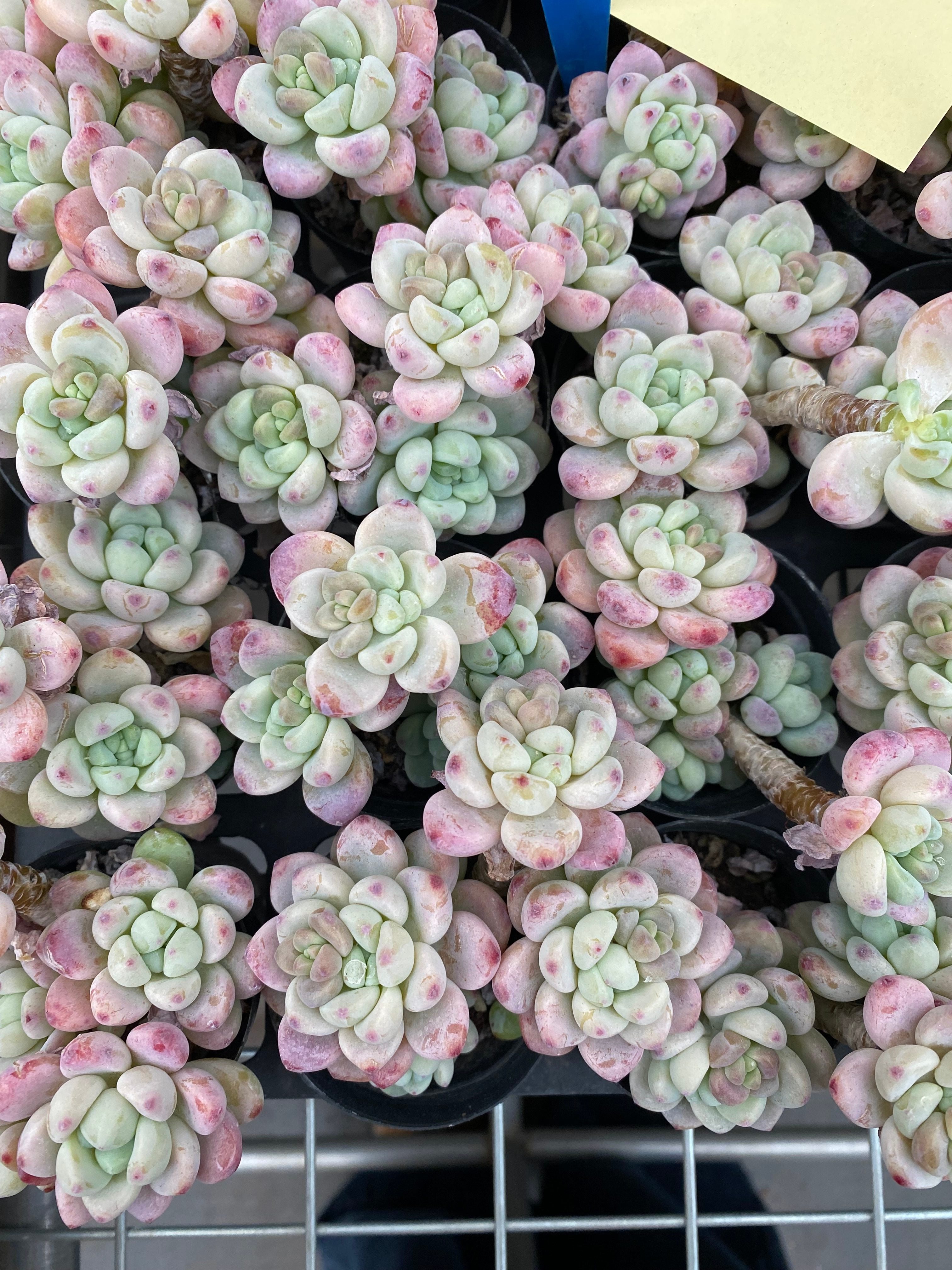 X178 エケベリア ロラ