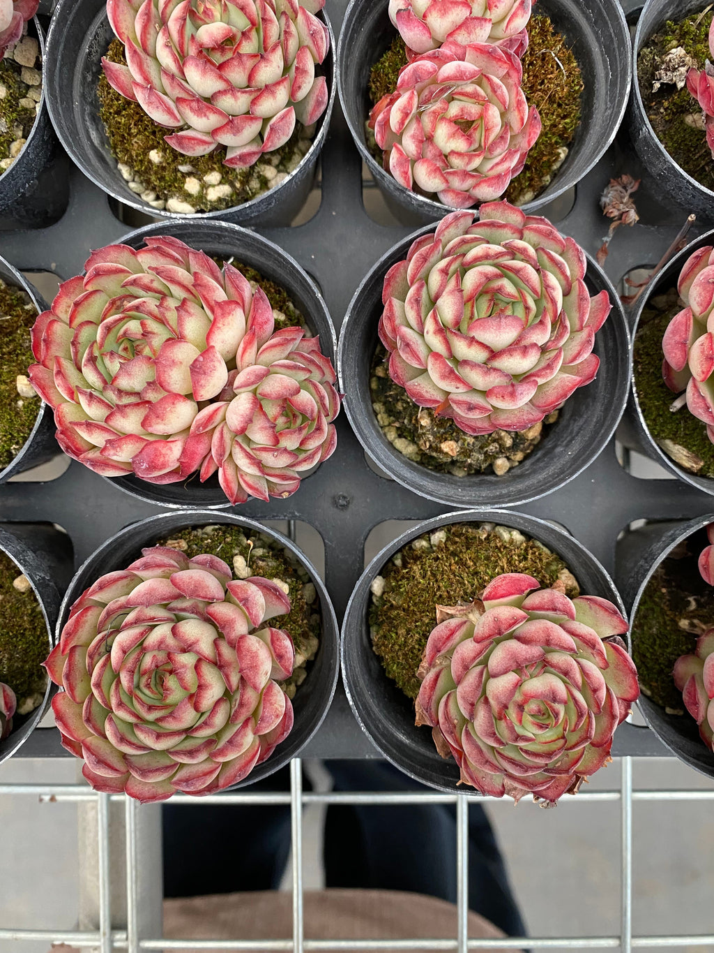 X179 エケベリア   リトルストロベリー