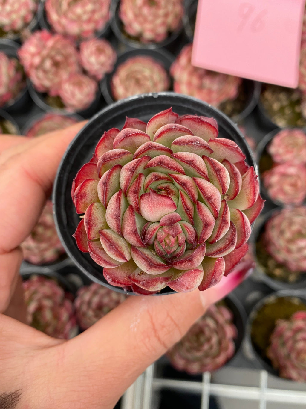 X179 エケベリア   リトルストロベリー