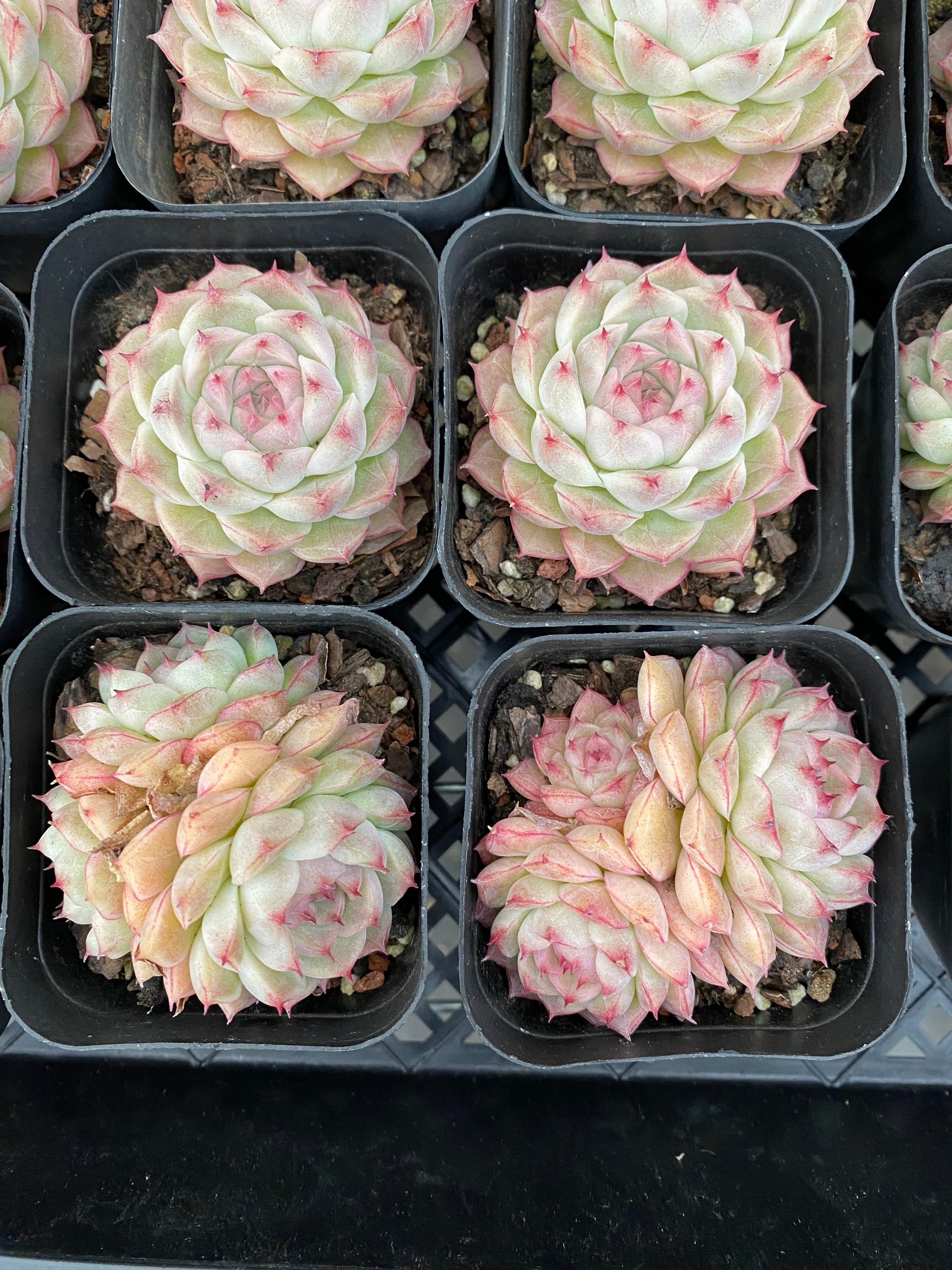 X180 エケベリア アリス