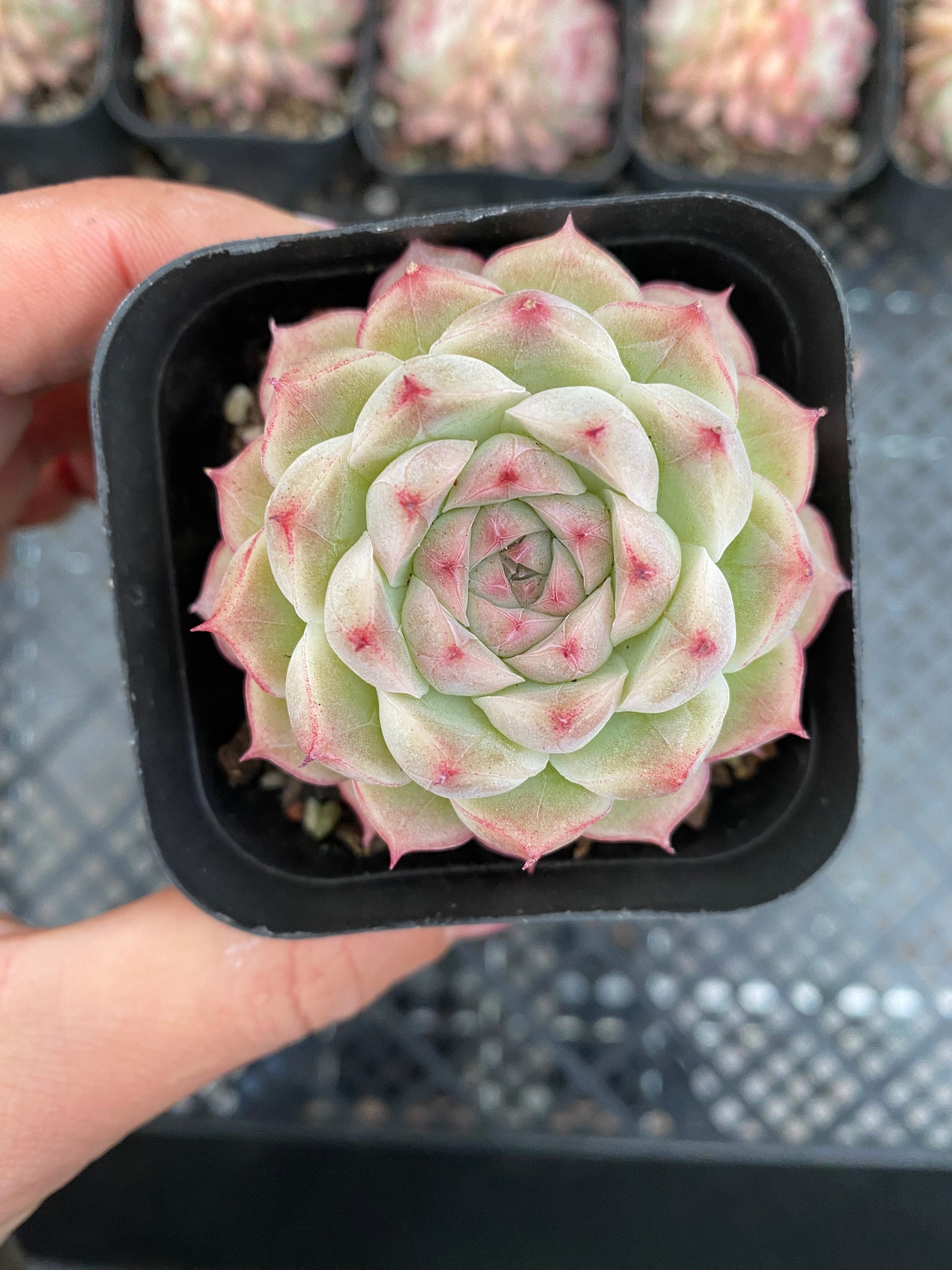 X180 エケベリア アリス