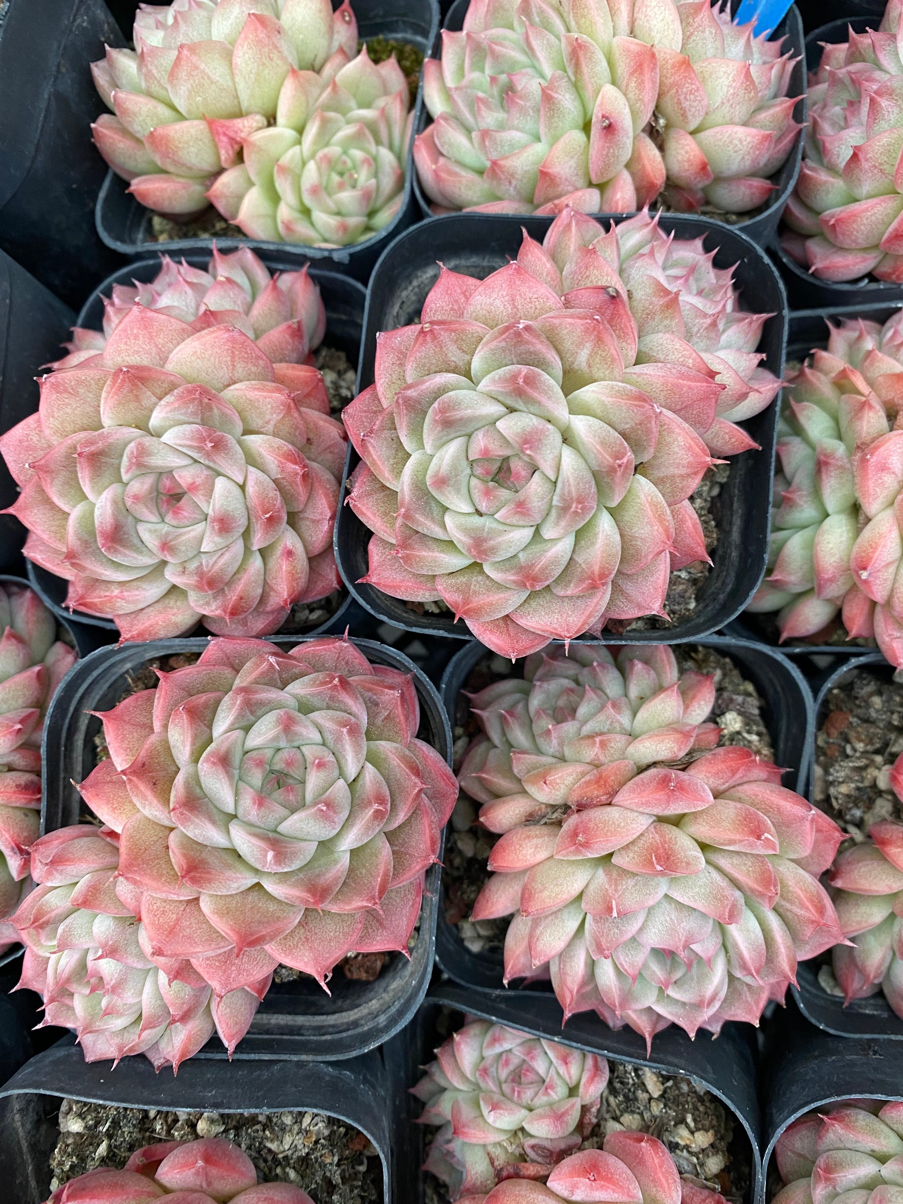 X181 エケベリア ワンマンショー