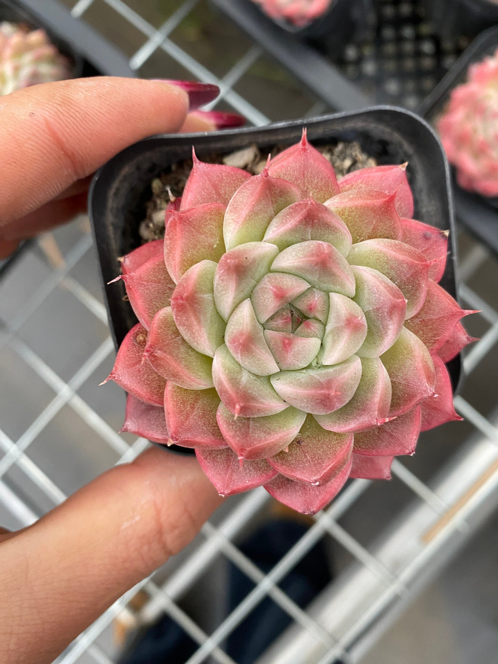 X181 エケベリア ワンマンショー