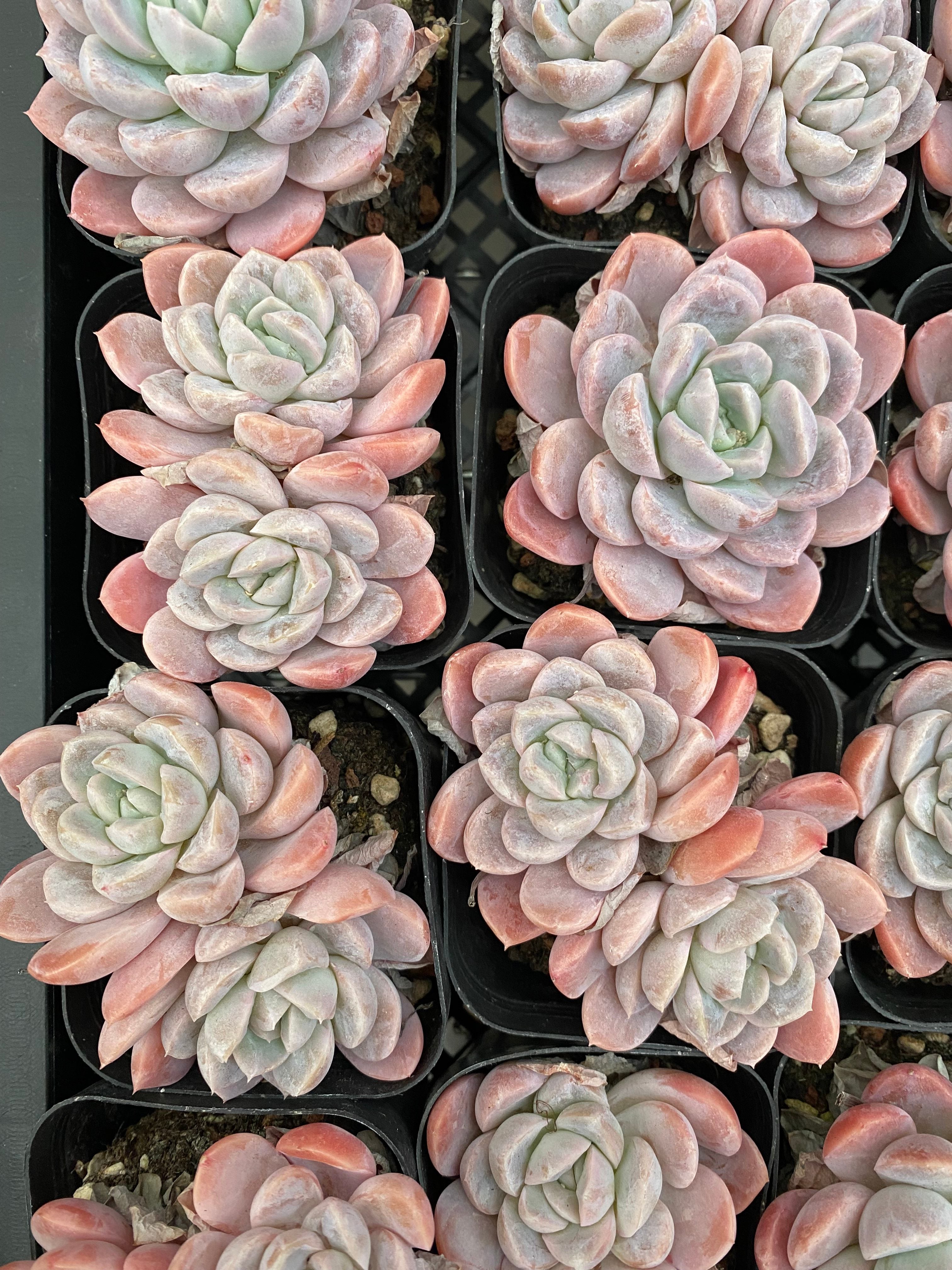 X182 エケベリア ピンクアイスジェイド