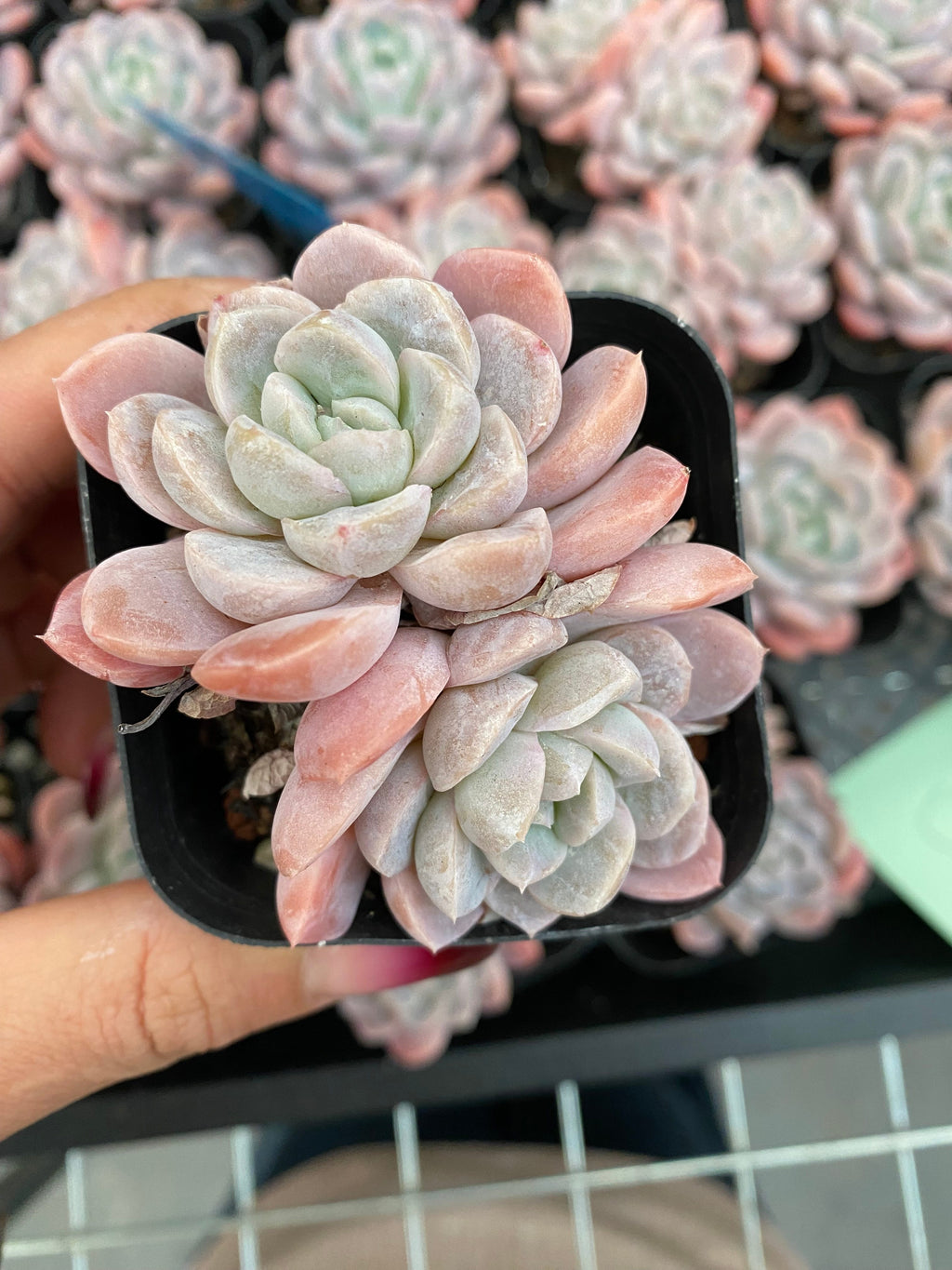 X182 エケベリア ピンクアイスジェイド