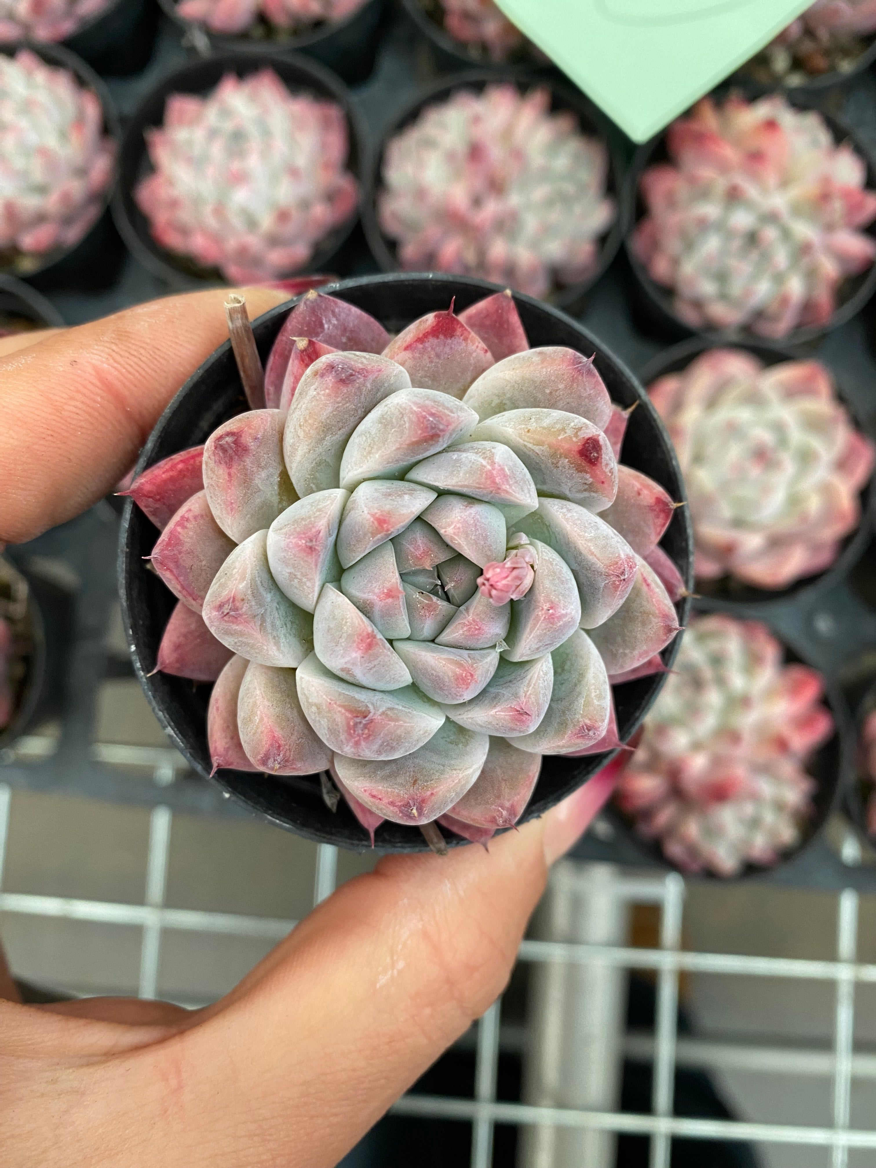 X183 エケベリア ドリームスーツ