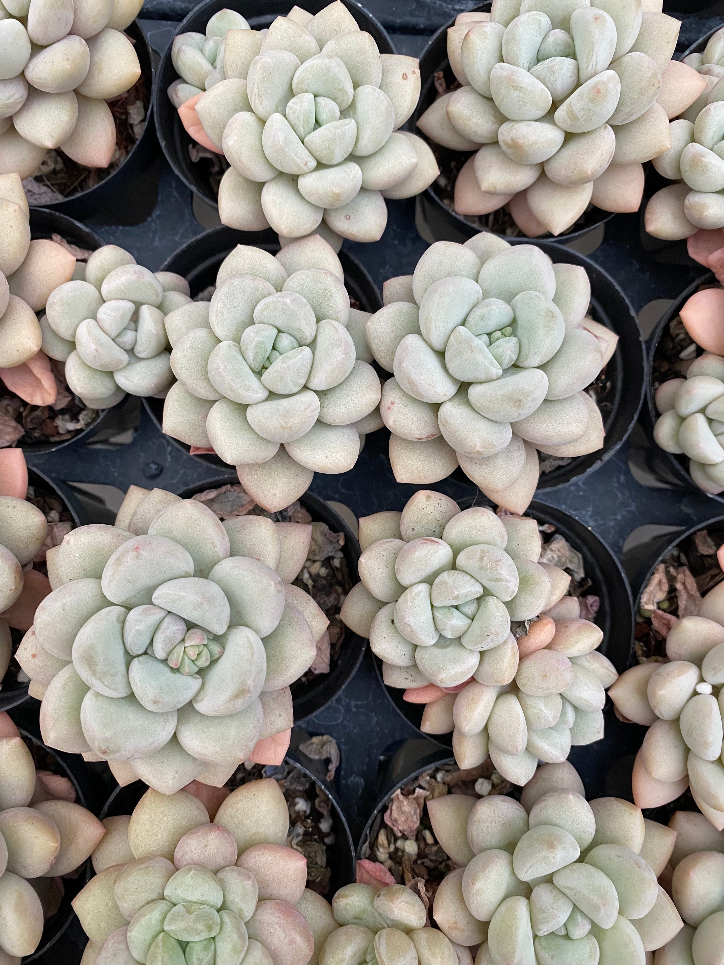 X184 エケベリア バブルガム