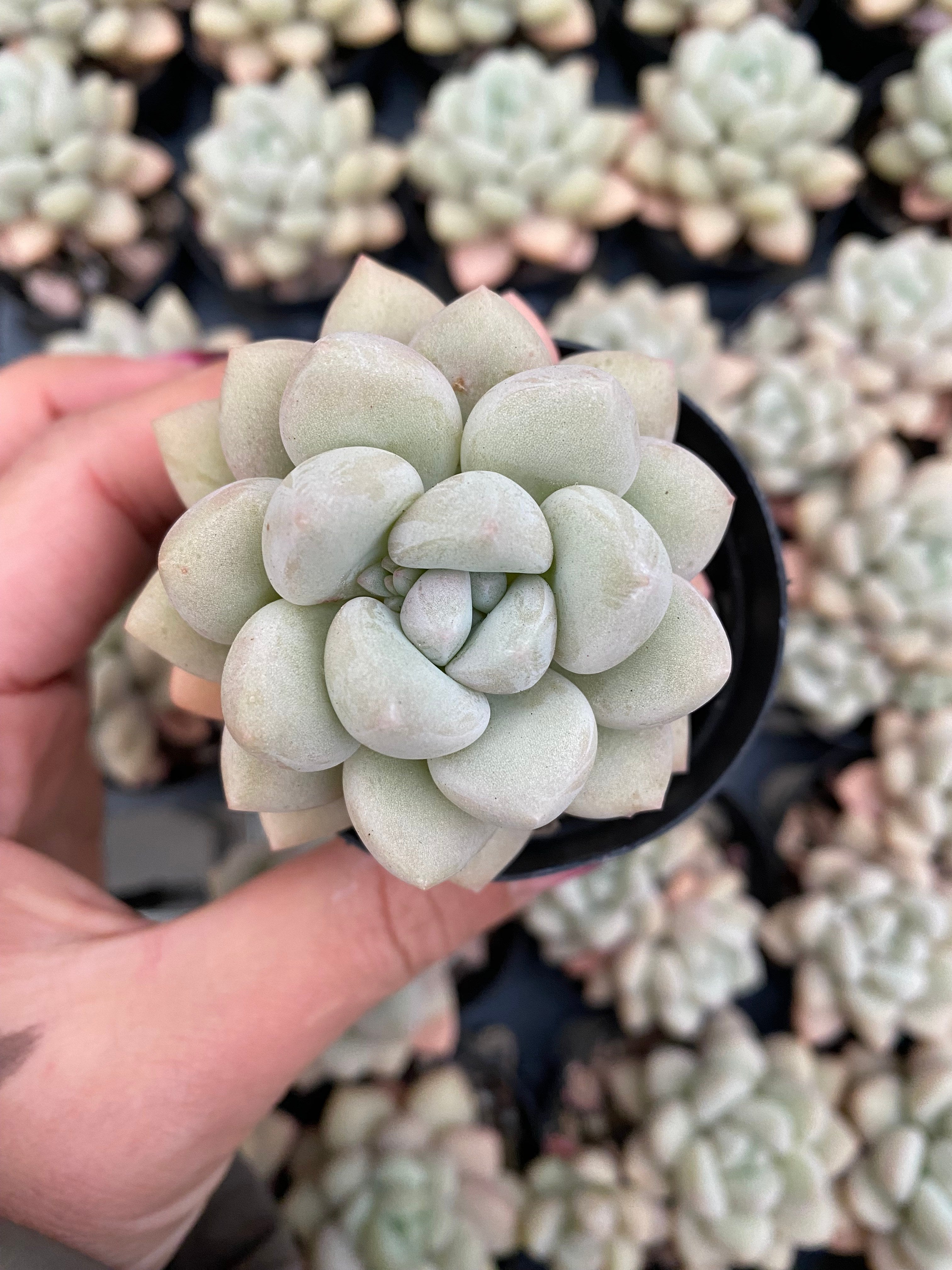 X184 エケベリア バブルガム