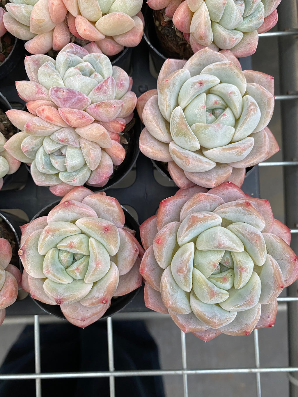 X185 エケベリア   ジェイドバタフライ