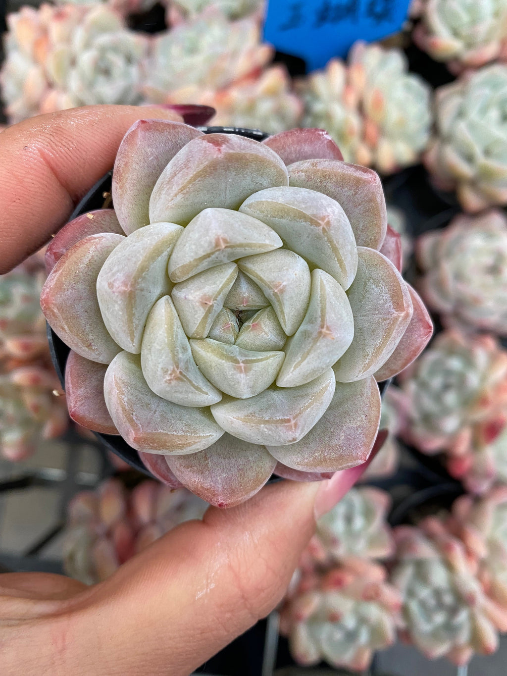 X185 エケベリア   ジェイドバタフライ