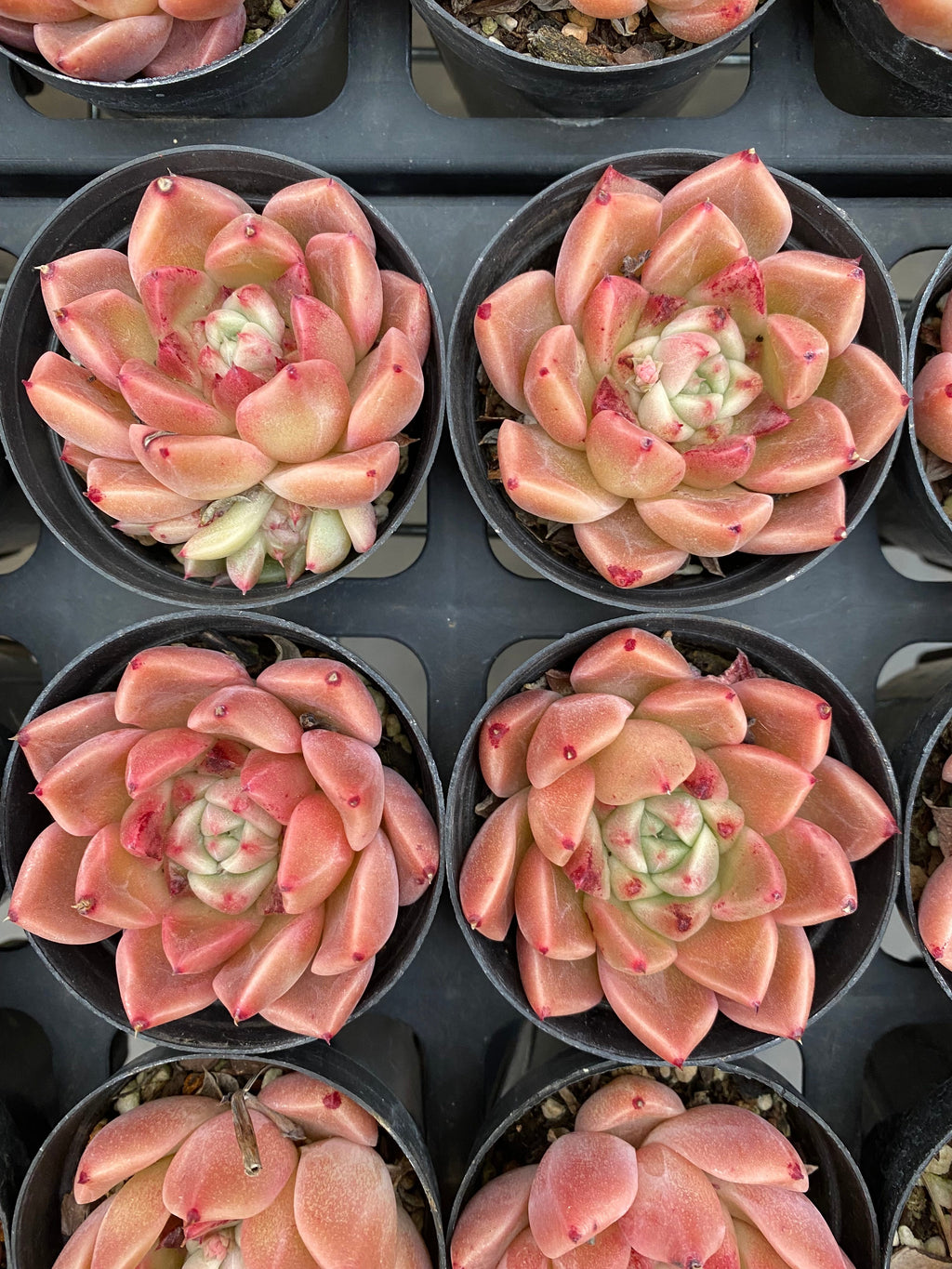 X187 エケベリア   東雲