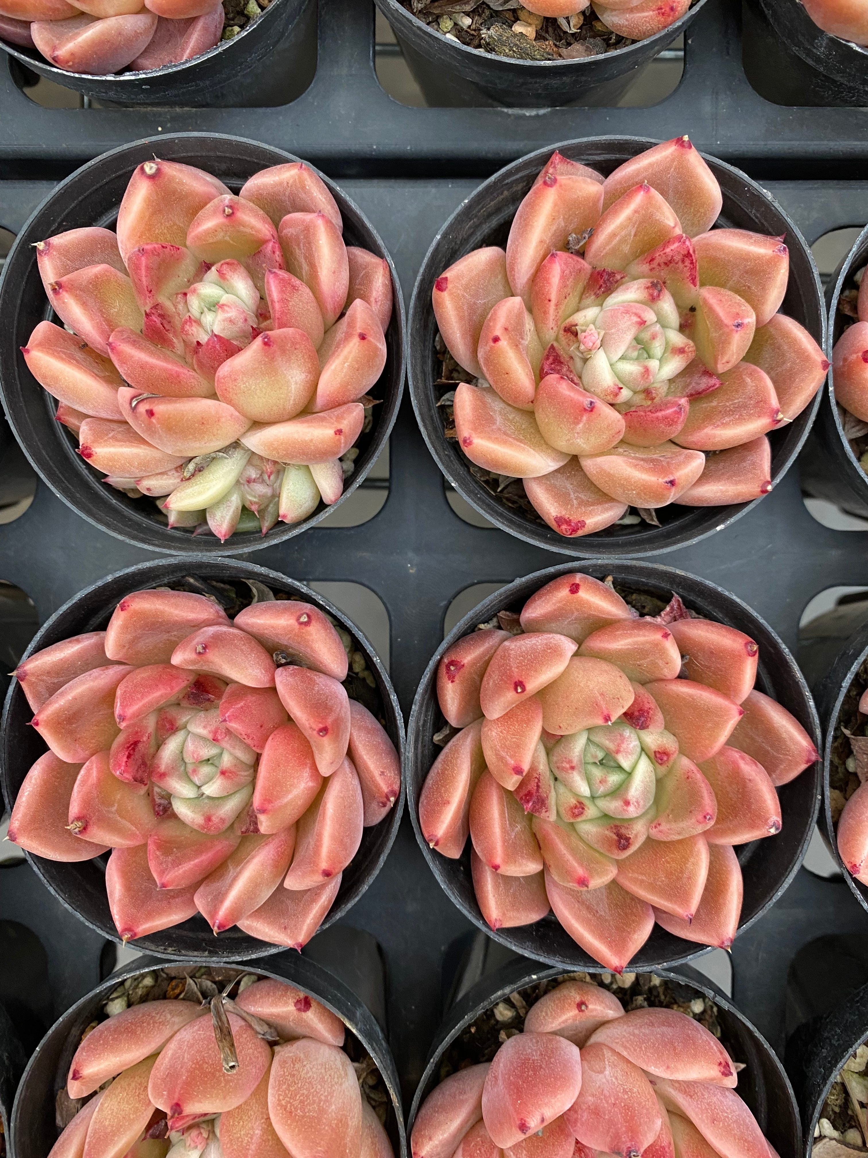 X187 エケベリア   東雲