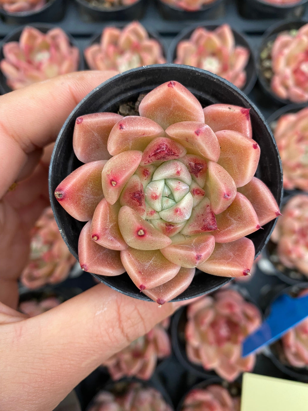 X187 エケベリア   東雲