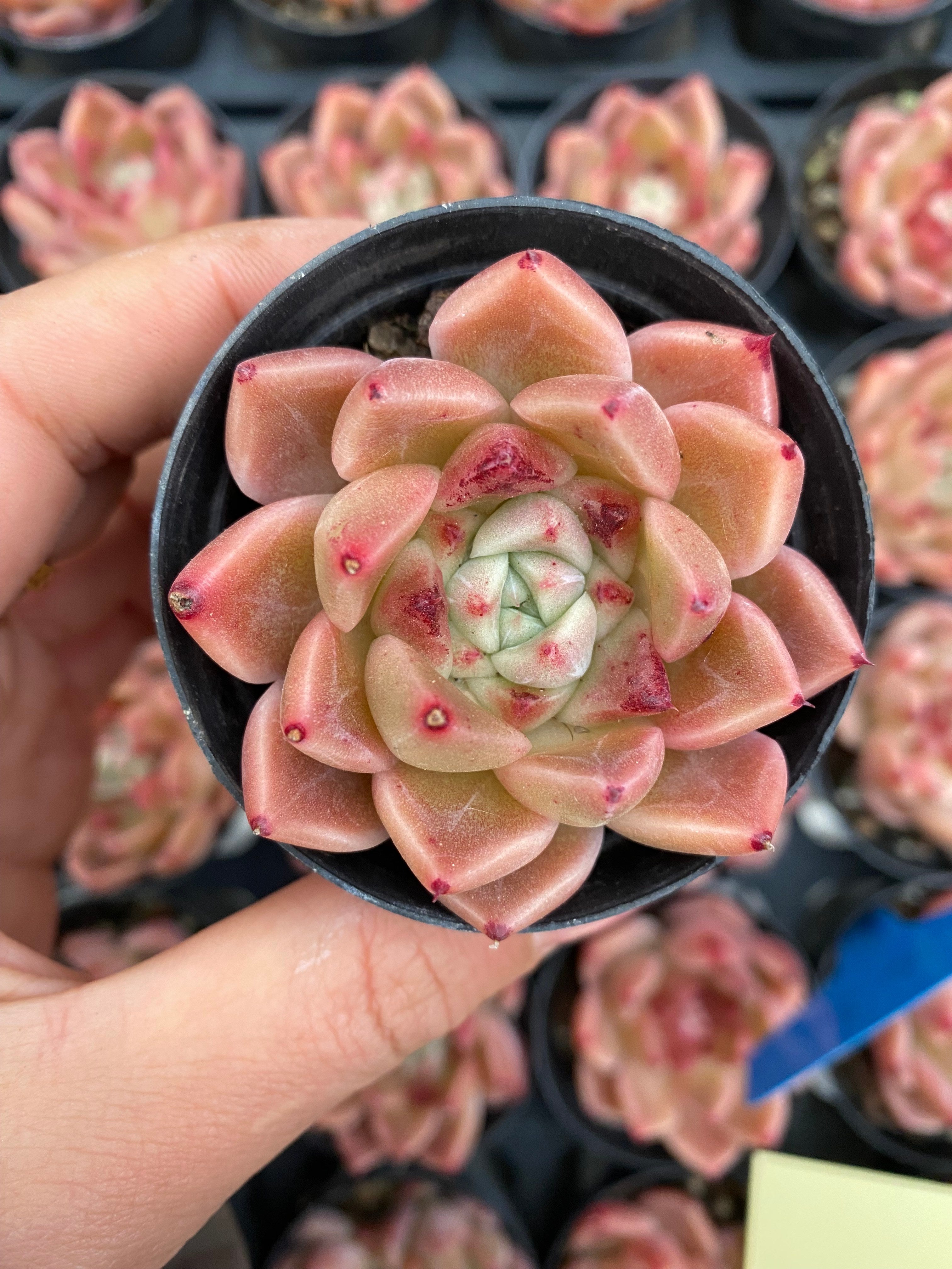 X187 エケベリア   東雲