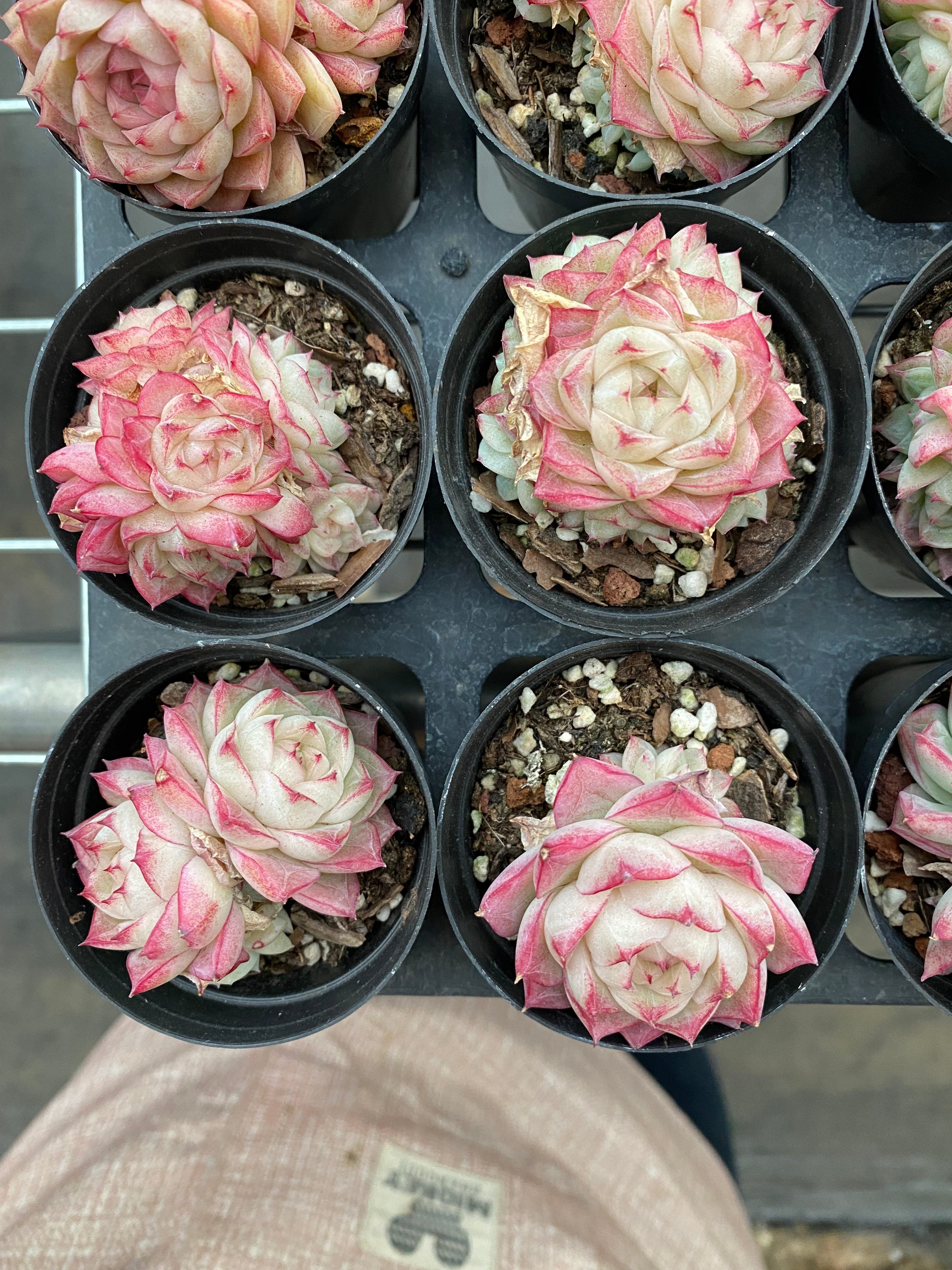 X188 エケベリア クイーンローズ