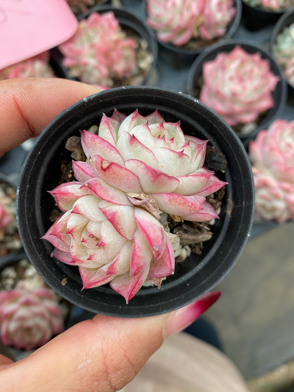 X188 エケベリア クイーンローズ