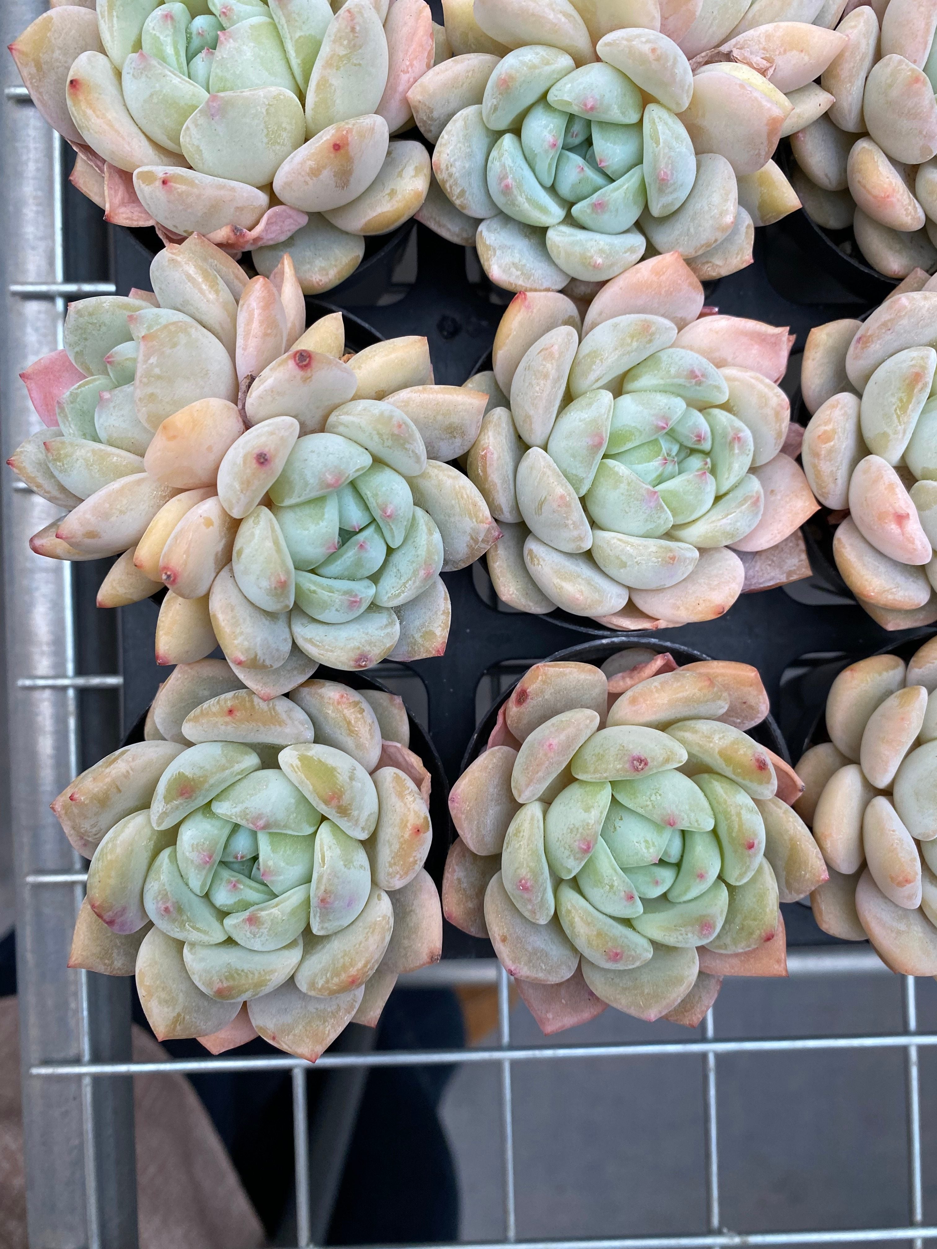 X189 エケベリア OP アイスグリーン