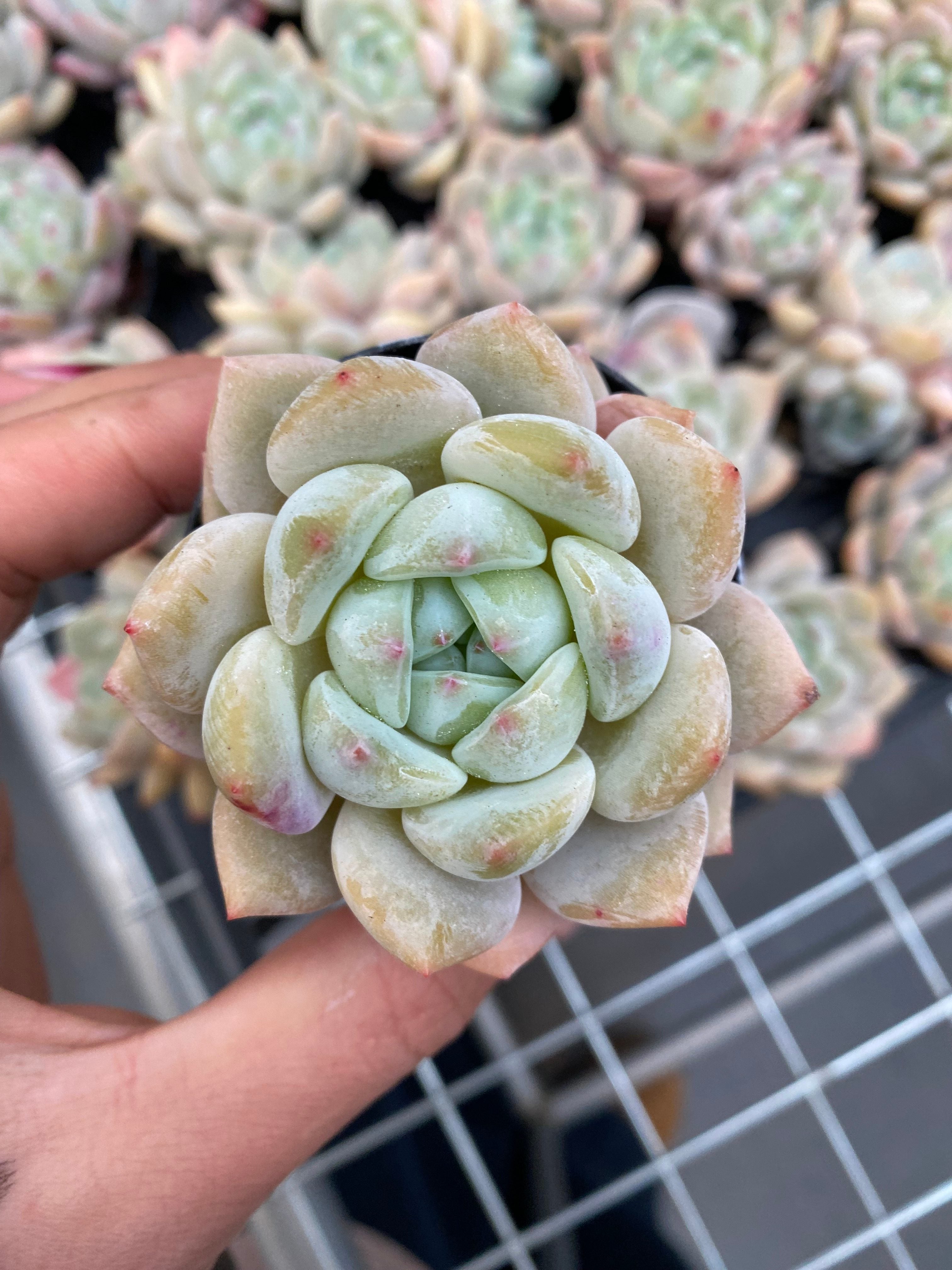 X189 エケベリア OP アイスグリーン