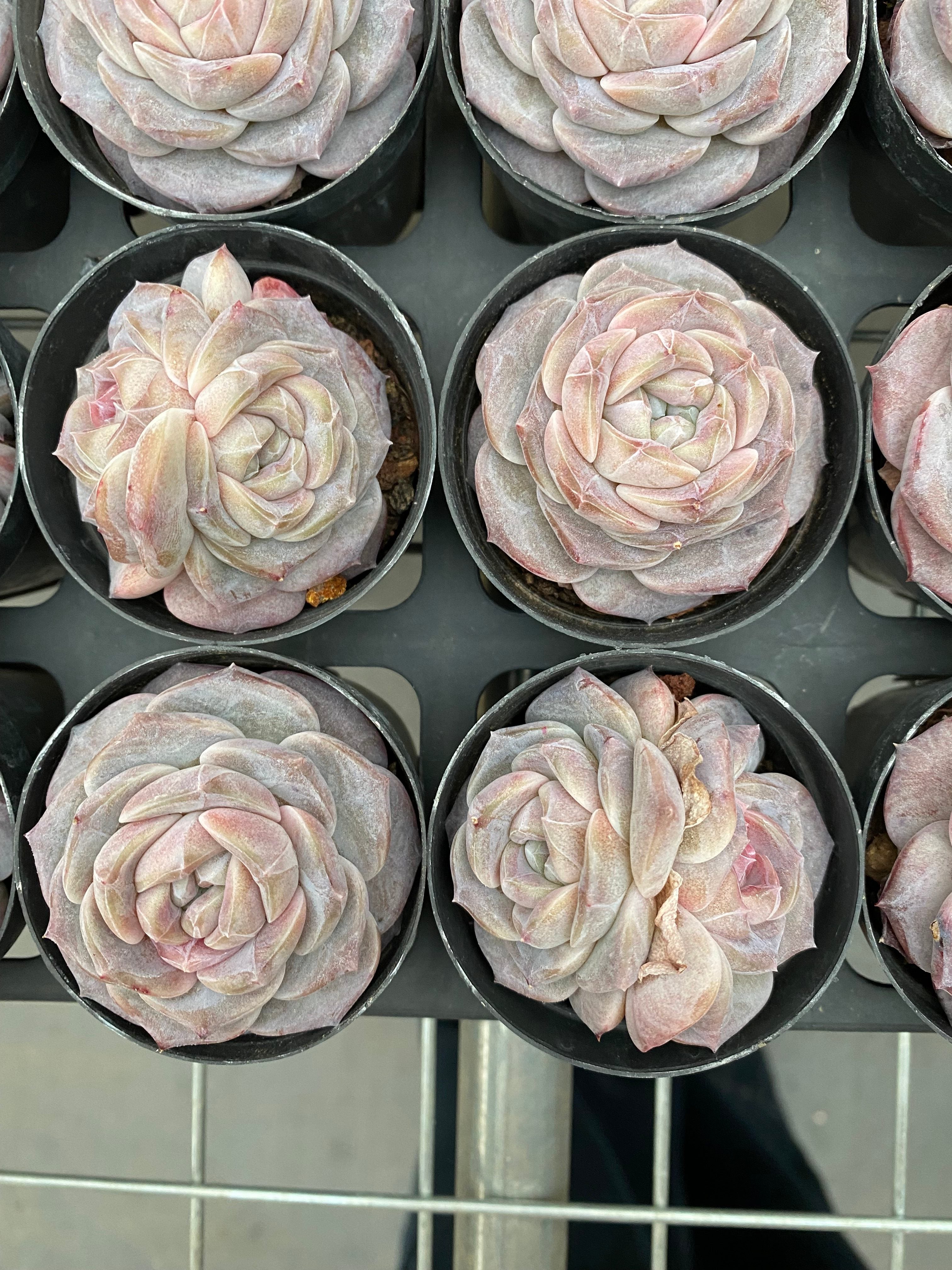 X190 エケベリア ドーナツ