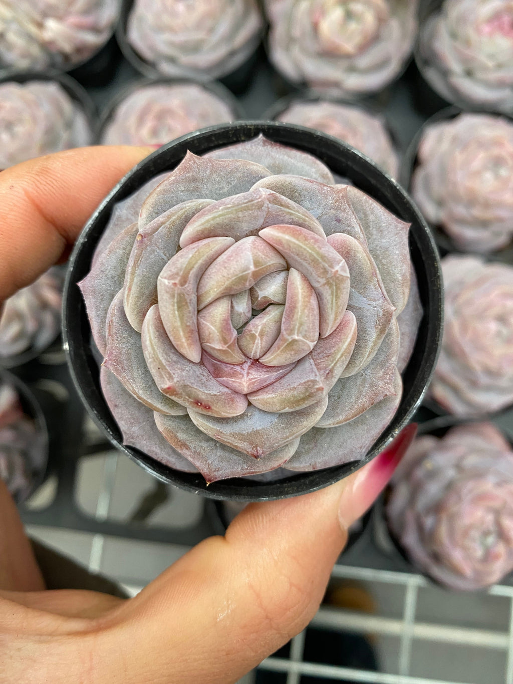 X190 エケベリア ドーナツ