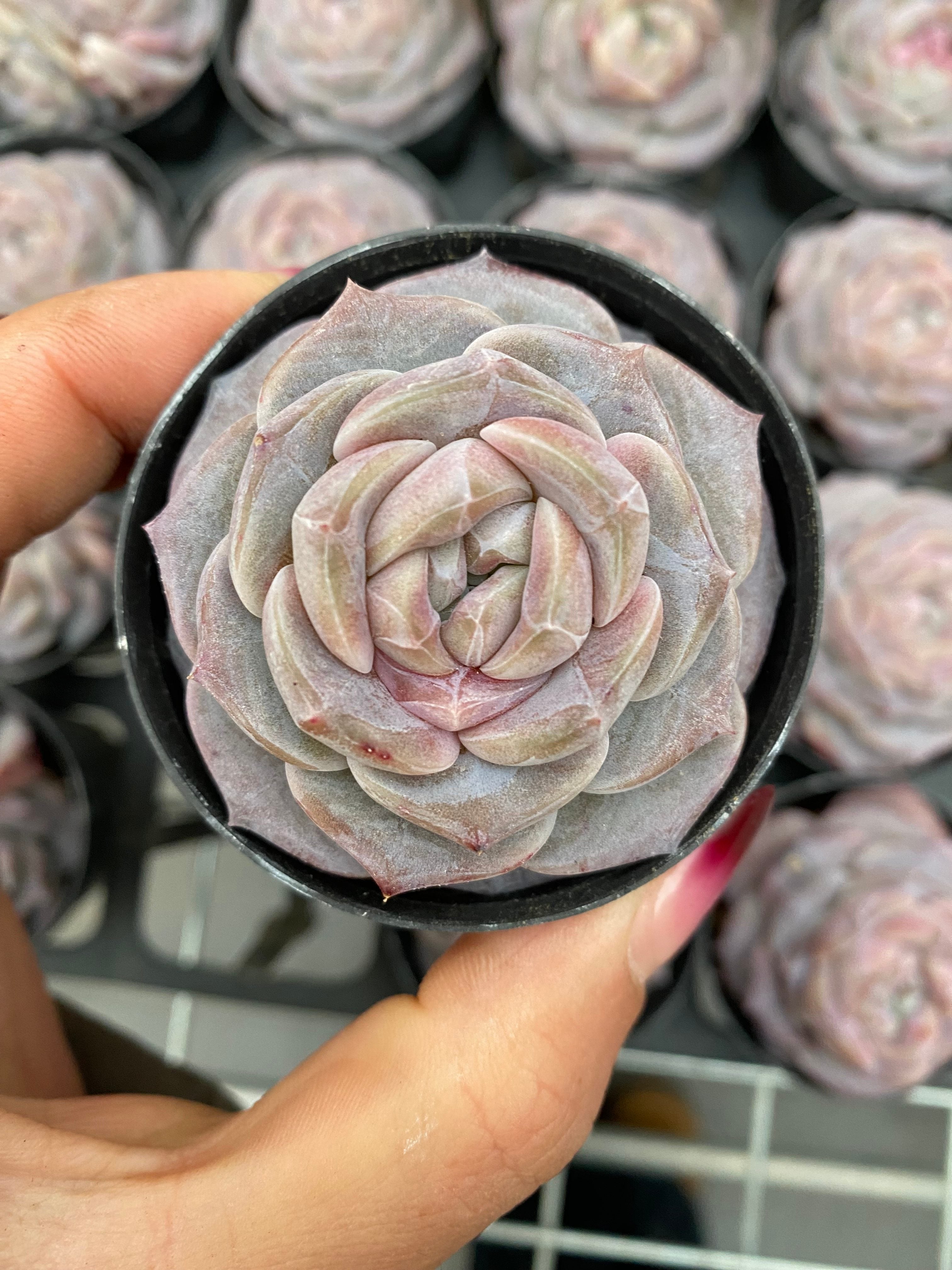 X190 エケベリア ドーナツ