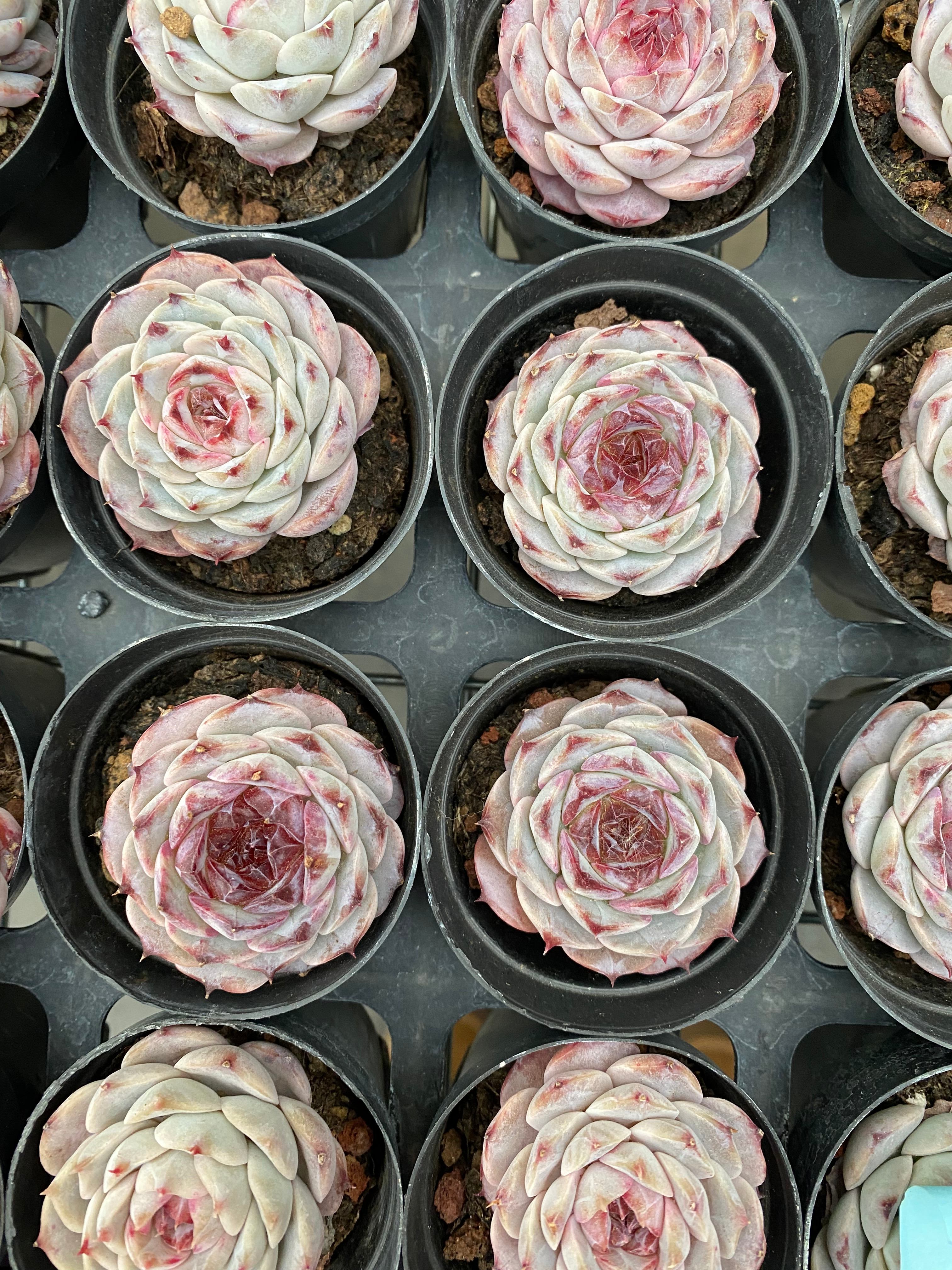 X191 エケベリア 紫石榴