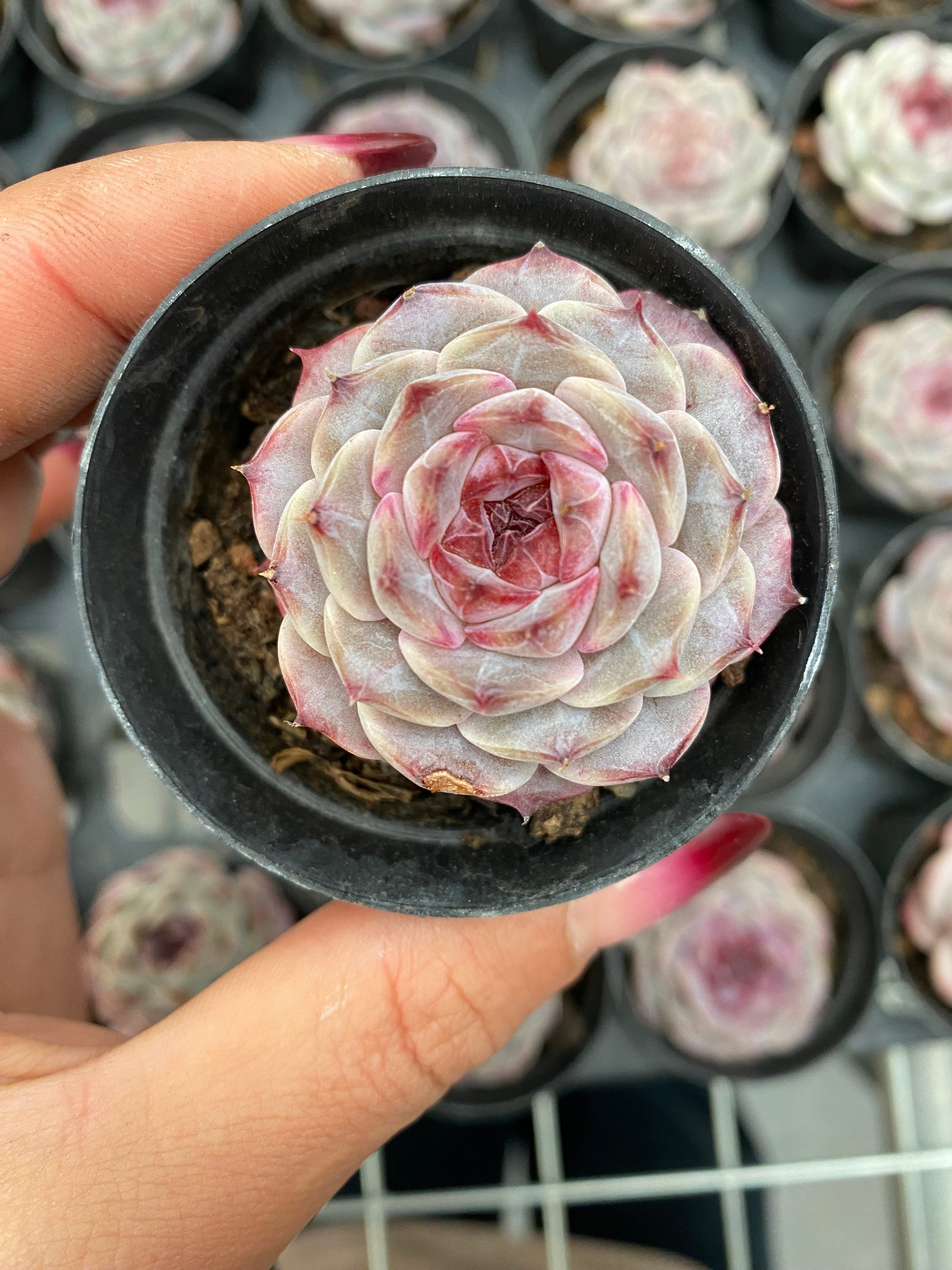 X191 エケベリア 紫石榴