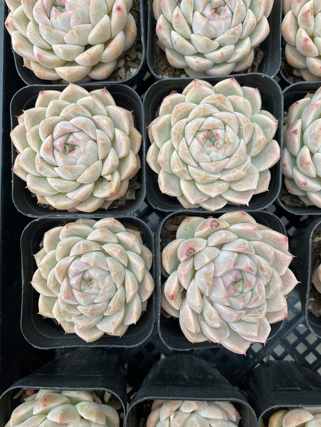 X193 エケベリア パフュームハイビスカス