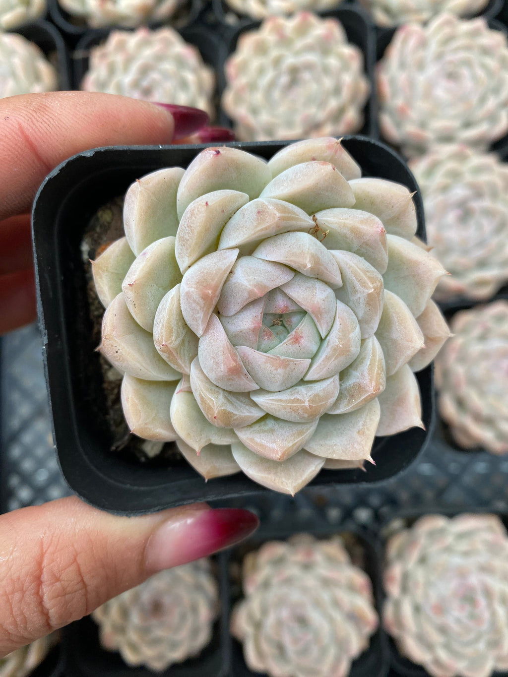 X193 エケベリア パフュームハイビスカス