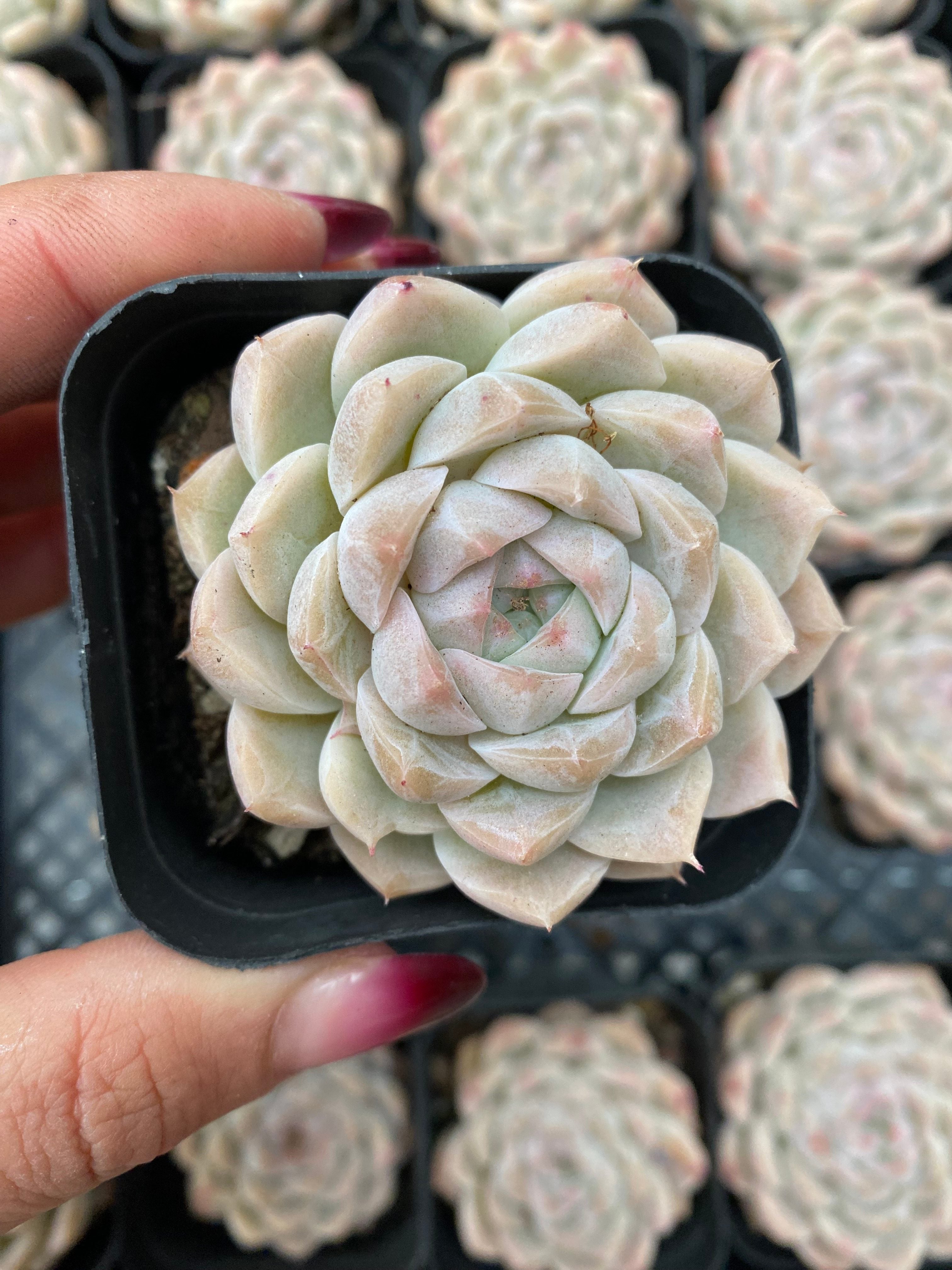 X193 エケベリア パフュームハイビスカス