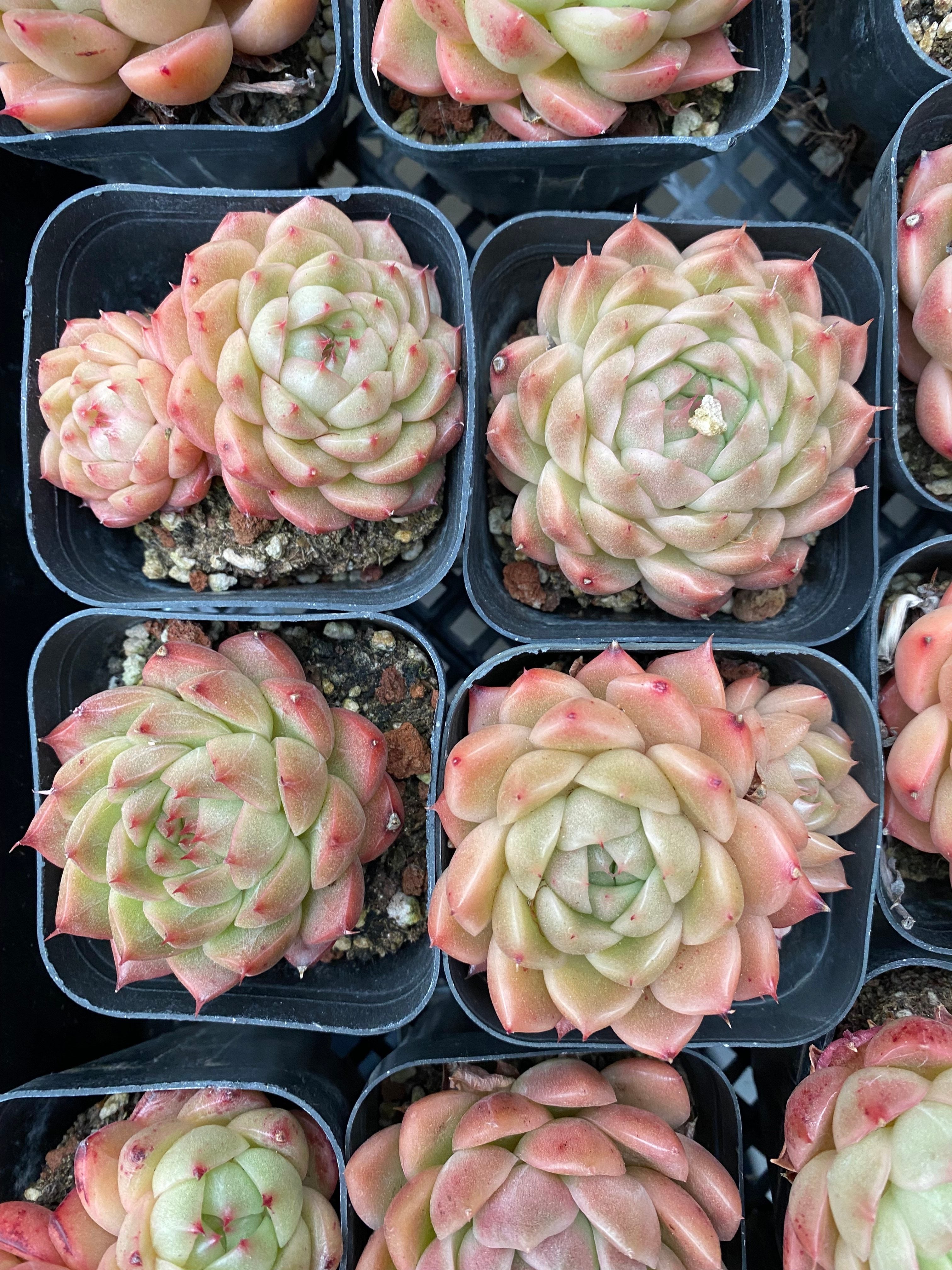 X194 エケベリア  アプリコット