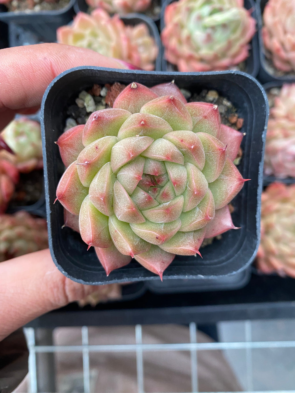 X194 エケベリア  アプリコット