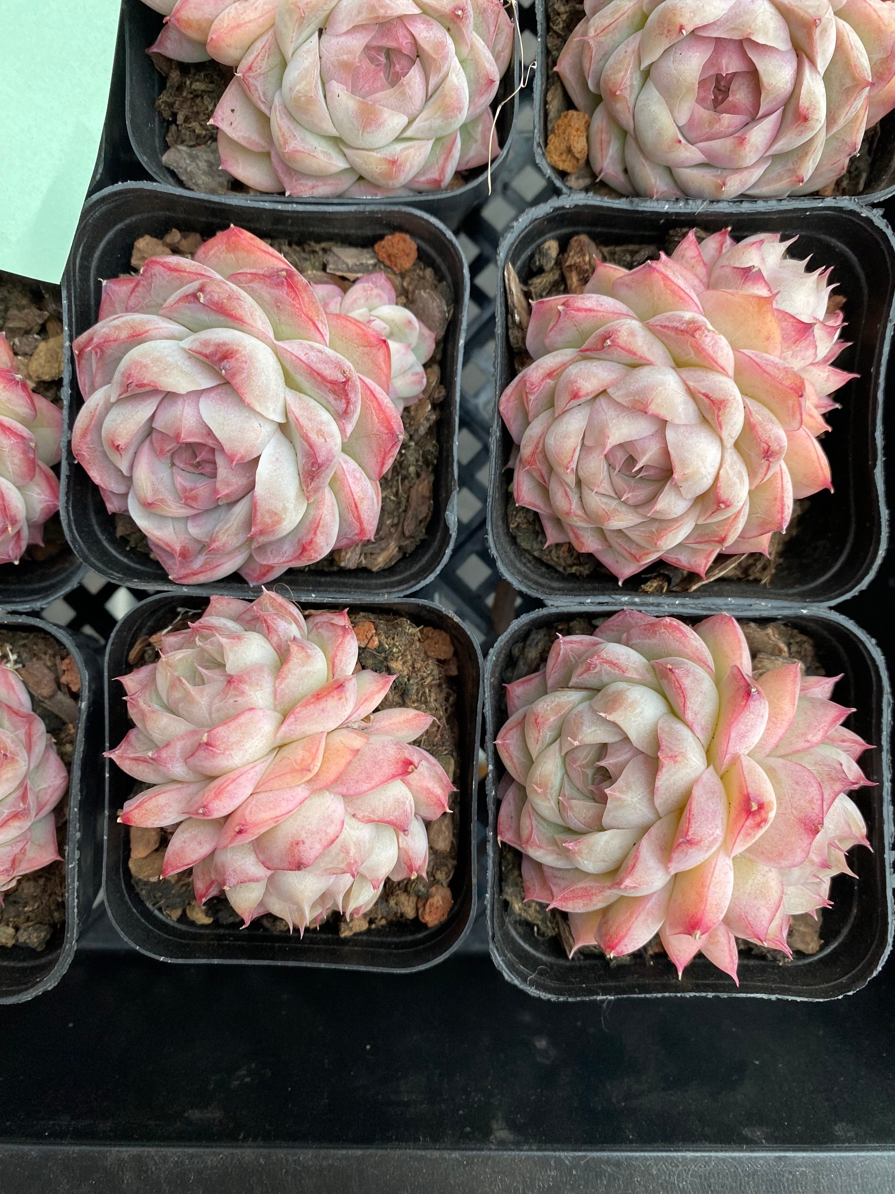 X195 エケベリア  クイーンオブピーチ