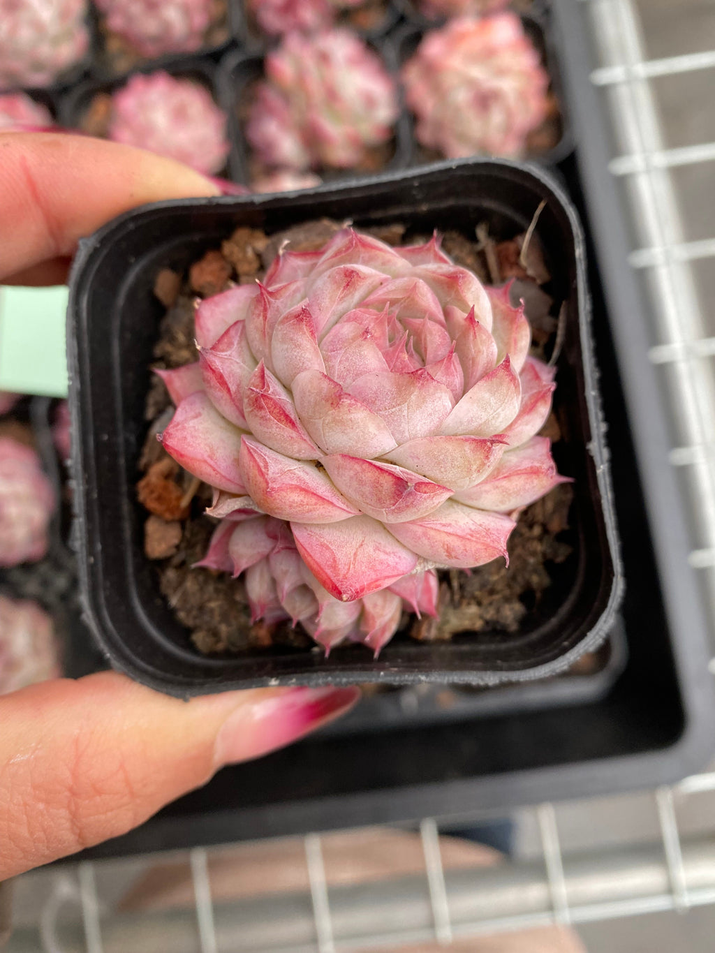 X195 エケベリア  クイーンオブピーチ